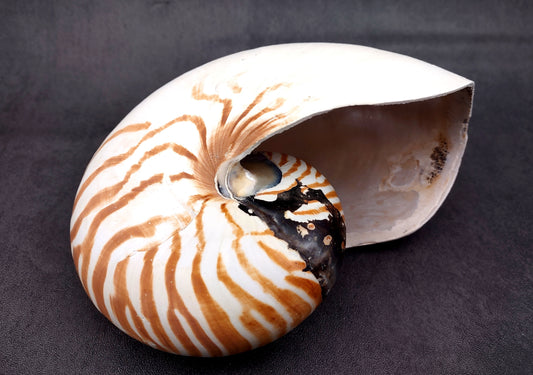 Natural Nautilus Seashell (6-7") - Nautilus Pompilius