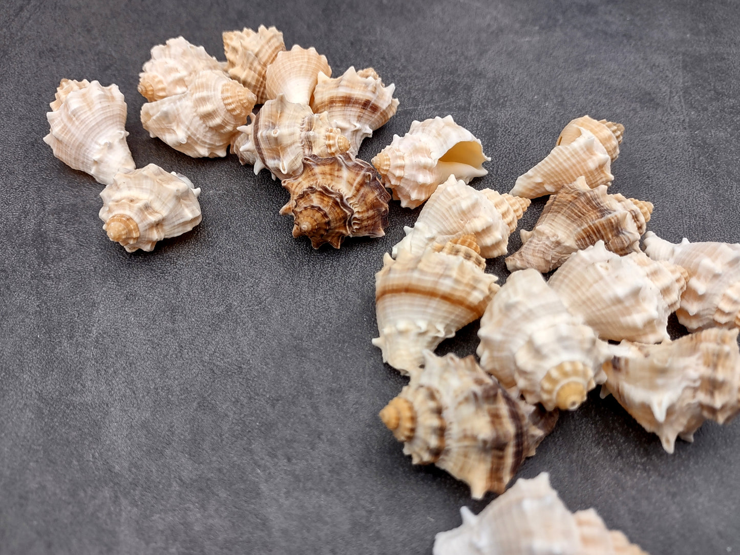 Spiny Melongena Seashells Melongena Bispinosa (10 shells approx. 1+ inches) Spiny shell great for any collection or coastal craft project!