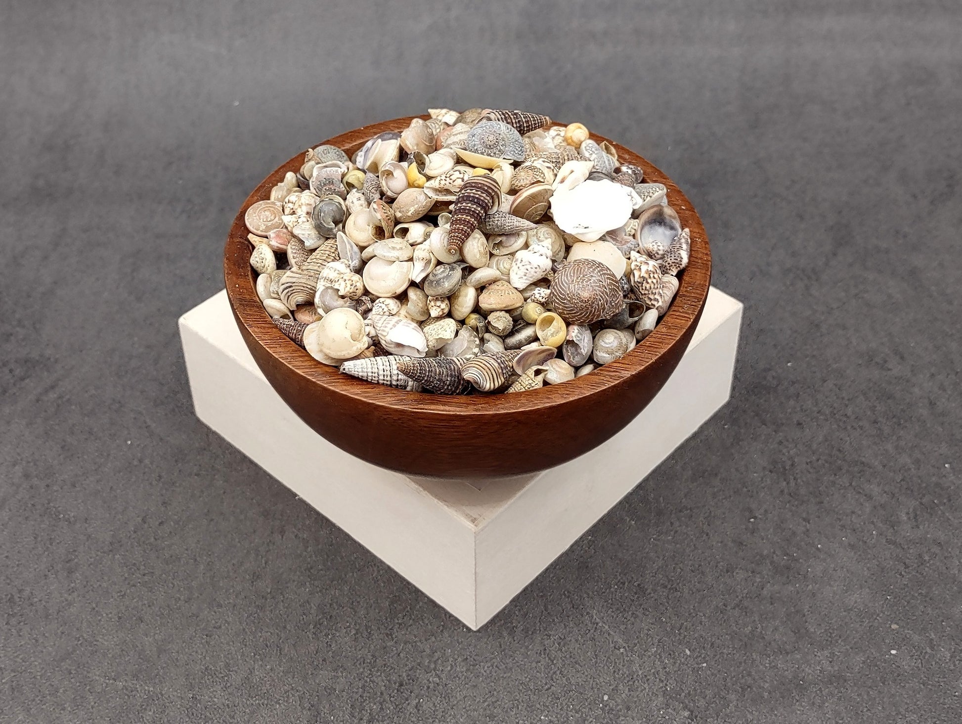 Ocean Mix Tiny Seashells (approx. 750-800 shells .25-.625 inches). Multiple colored shells with different patterns in an intricate pile. Copyright 2022 SeaShellSupply.com.