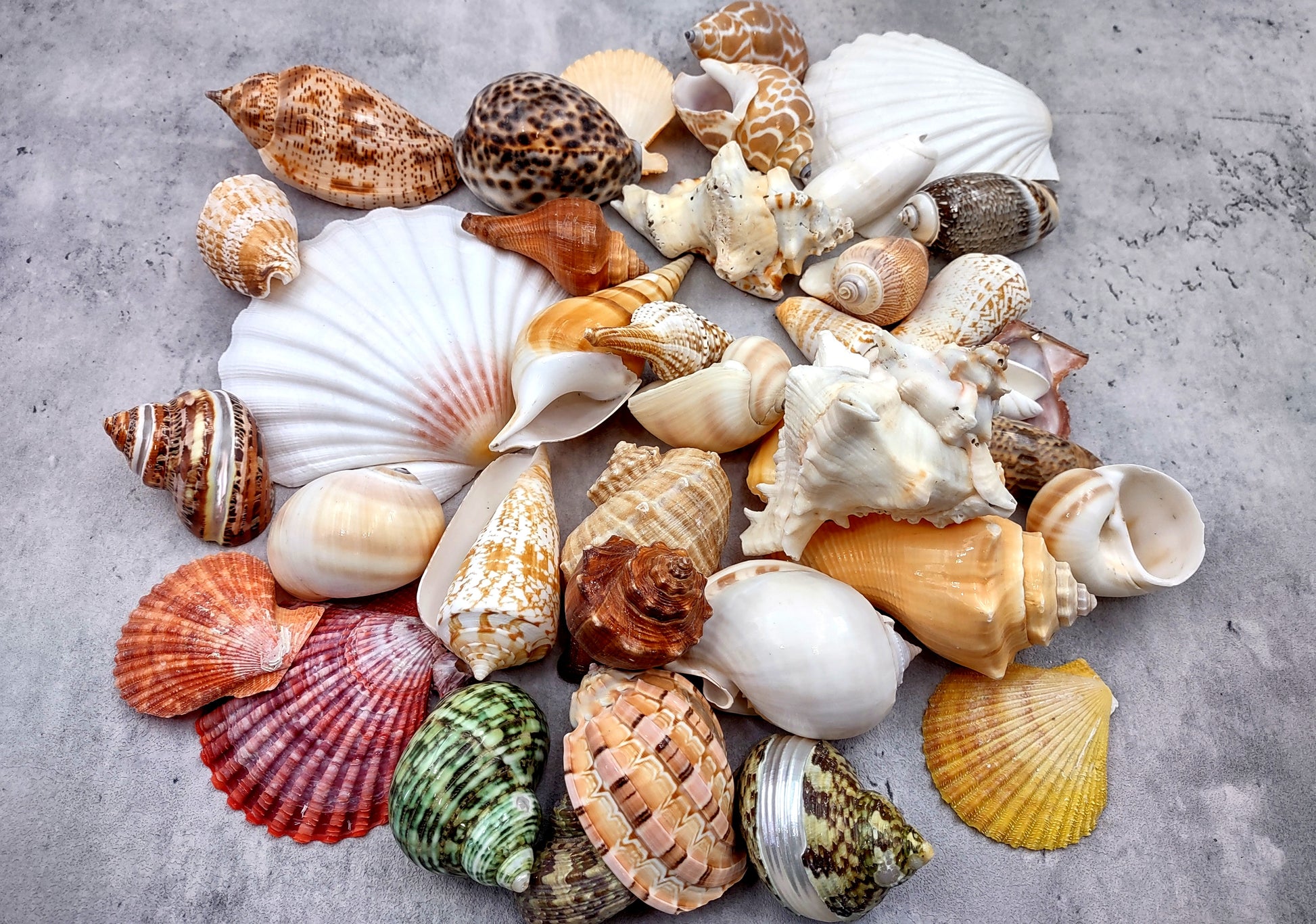 Large Seashell Assorted Ocean Mix - (approx. 1 Kilogram/2.2 lbs. 1-4 inches). Multiple different colored shells in a pile. Copyright 2024 SeaShellSupply.com.