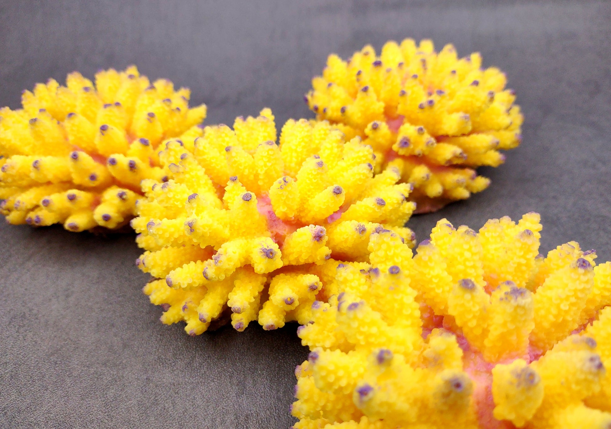 Yellow FAUX Finger Staghorn Coral Acropora Humilis (1 FAKE Coral approx. 4Wx3Tx4D) Perfect coral for any coastal display or crafting! Copyright 2024 SeaShellMart.com.