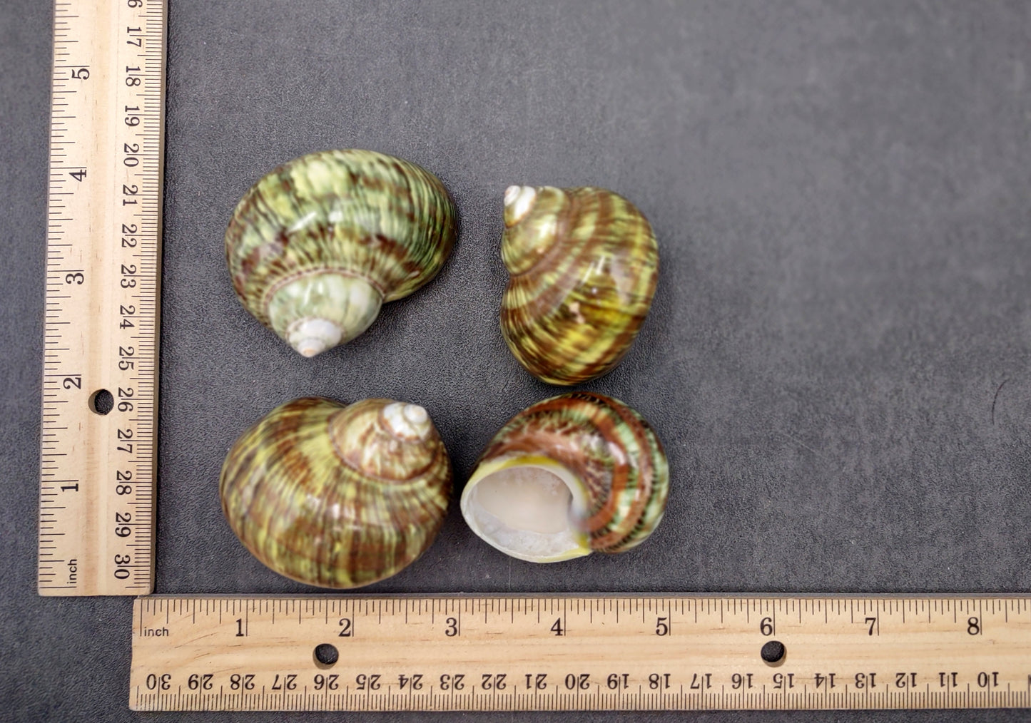 Variegated Turbo Seashells Turbo Vareigatus (2 shells approx. 2+ inches) Adorable turbo shell special for any coastal art project!