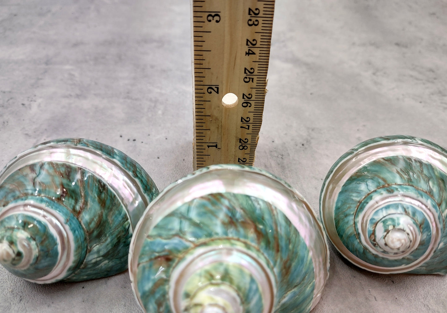 Polished Jade Turbo Shell w/Pearlized Stripe - Turbo Burgessi - (1 shell approx. 2.5-3 inches). Jade and green spiral ribbed shell with a cream band. Copyright 2024 SeaShellSupply.com.