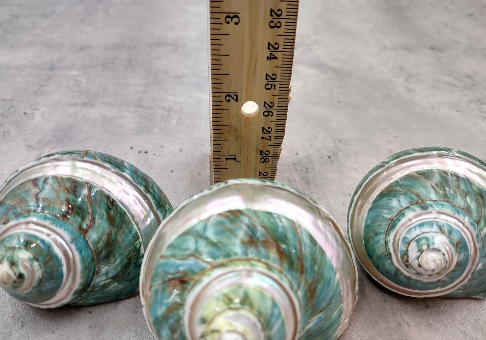 Polished Jade Turbo Shell w/Pearlized Stripe - Turbo Burgessi - (1 shell approx. 2.5-3 inches). Jade and green spiral ribbed shell with a cream band. Copyright 2024 SeaShellSupply.com.
