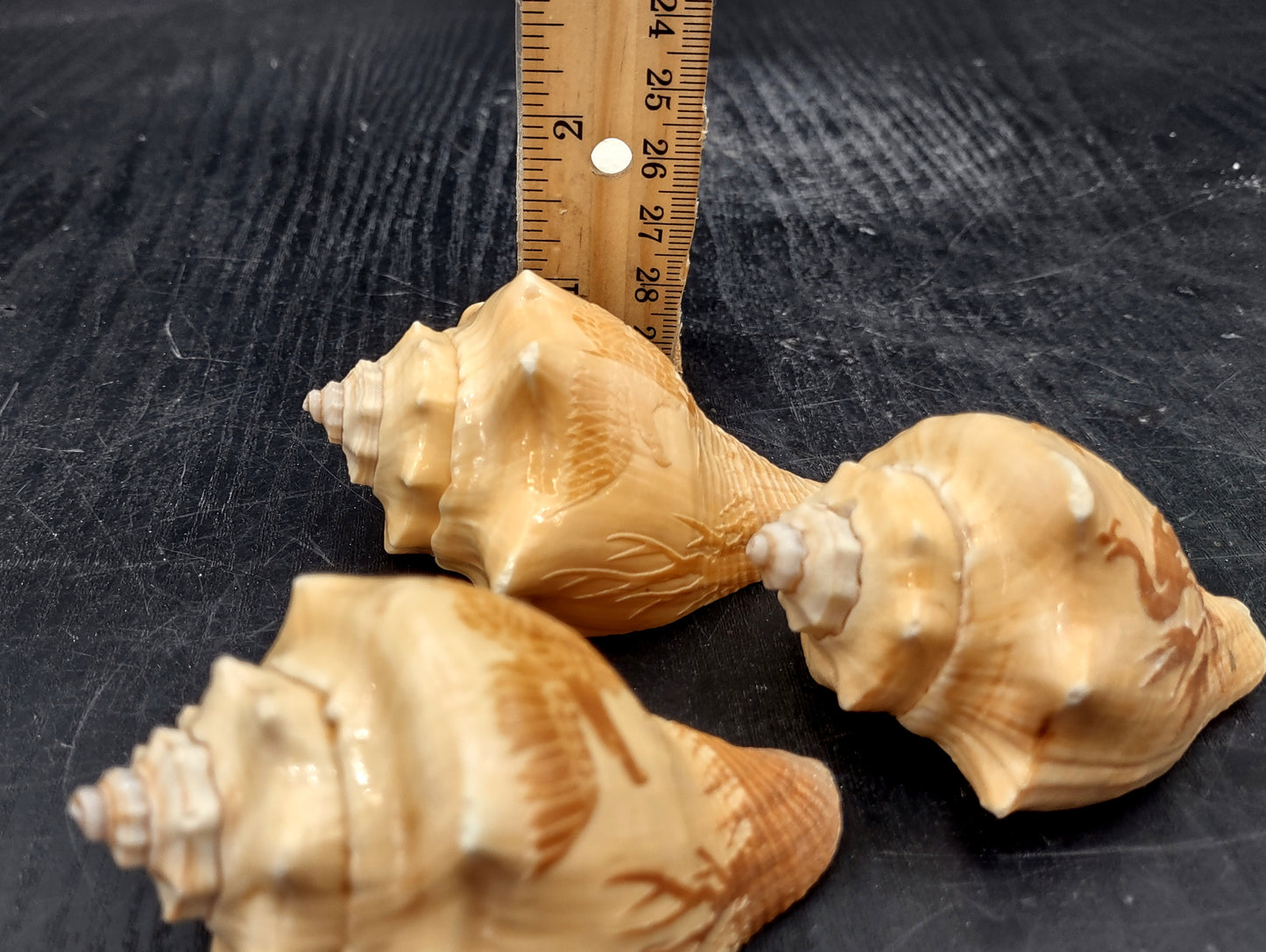 Image of Carved Conch Seashell Decorative Set Of Eagle Love Birds and Peacock (approx. 3+ in shell) Conch shell great for coastal crafting & gifting! Copyright 2024 SeashellMart.com