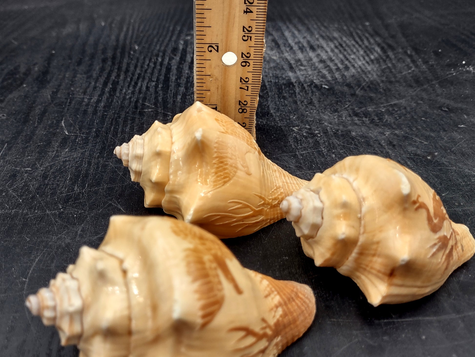 Image of Carved Conch Seashell Decorative Set Of Eagle Love Birds and Peacock (approx. 3+ in shell) Conch shell great for coastal crafting & gifting! Copyright 2024 SeashellMart.com