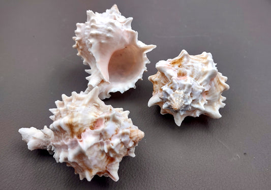 Pink Murex Seashell (3 pcs.) - (2-3 inches) - Murex Erythrostomus. White ribbed shells with little arms in spike shapes going around following the spiral. Copyright 2024 SeaShellSupply.com.