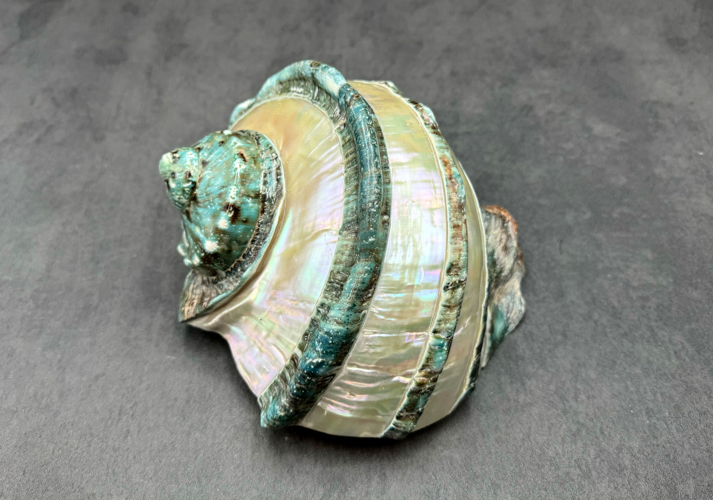 Giant Banded Turbo Shell Turbo Marmoratus (1 shell approx. 7+ inches) Great shells for coastal decor, & collection
