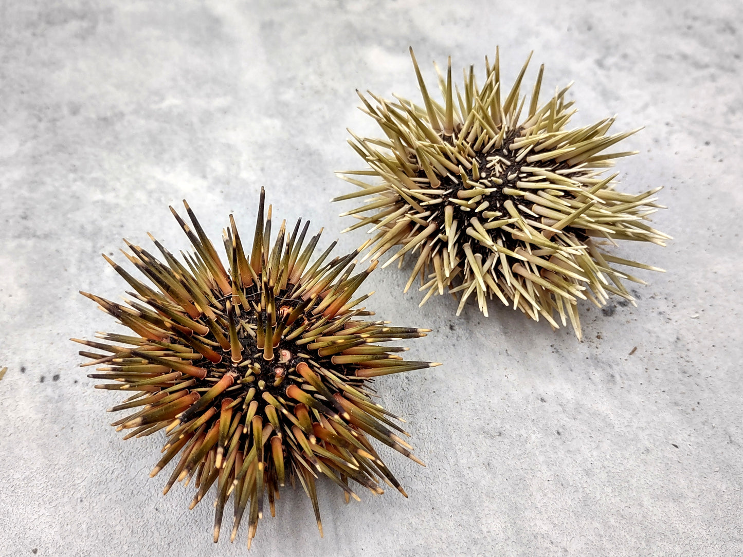 Burrowing Sea Urchin with Spines Echinometra Mathaei (2 urchins approx. 2.5+ inches) Natural Urchin Shell for display & collecting!