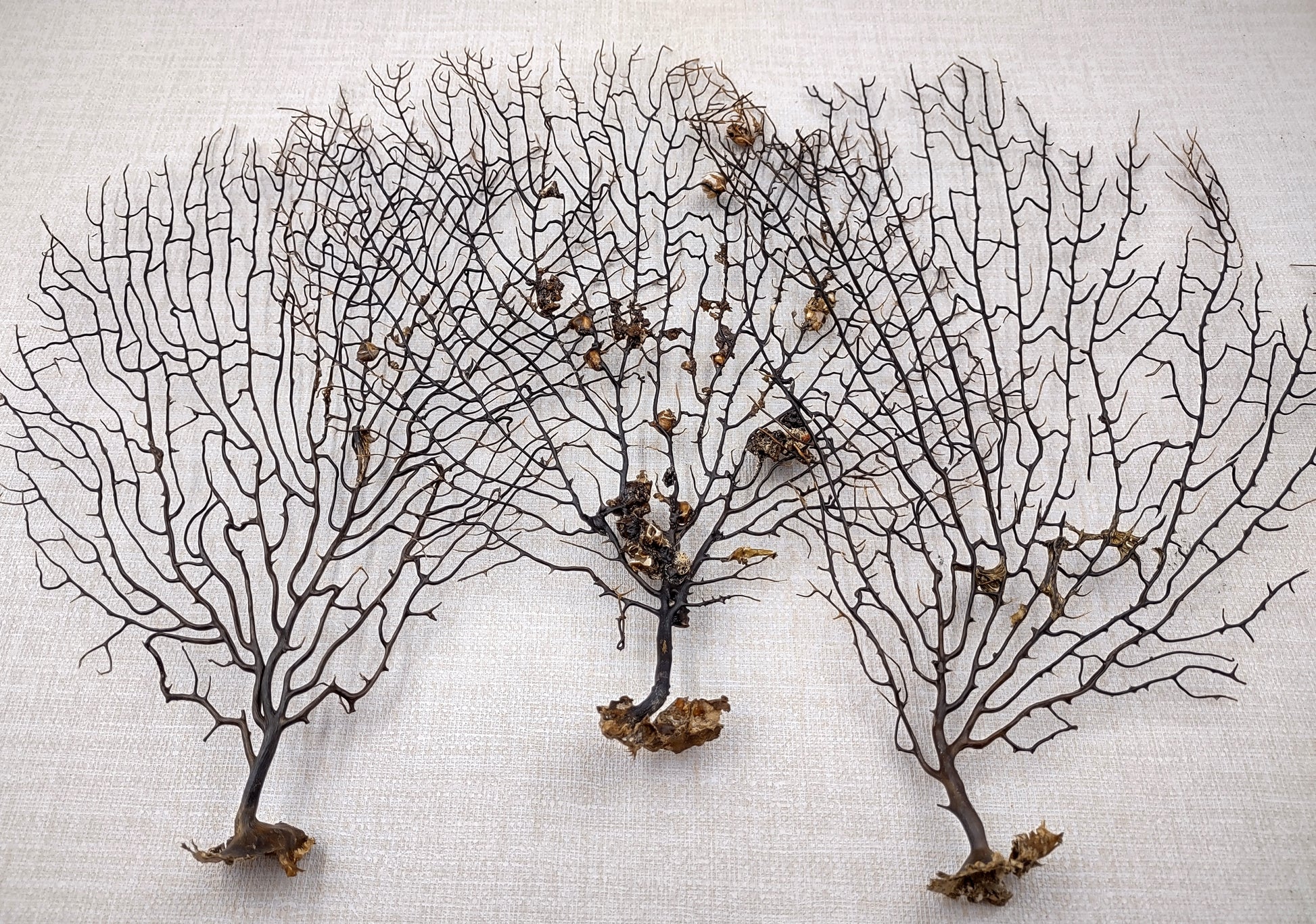 Black Sea Fan Corals Dried Gorgonia Ventalina (1 fan approx. 10+ inches