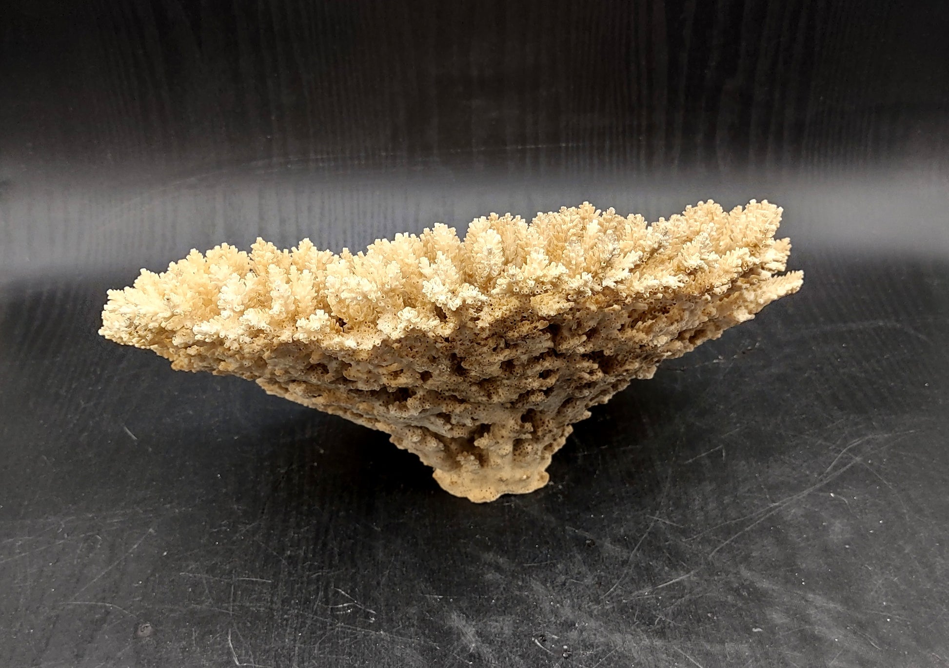 Image of Off White Natural Table Coral Large Cluster Acropora Latistella (1 coral approx. 10L x 6H x 10D inches) Copyright 2024 SeashellSupply.com