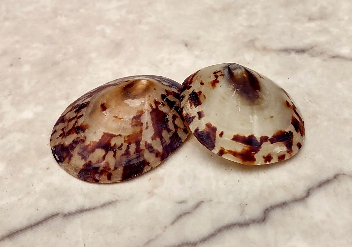Oval Limpet Shell Pairs (2 shells) - (1.5-2 inches). One pair of brown and off-white dappled oval shells. Copyright 2024 SeaShellSupply.com.