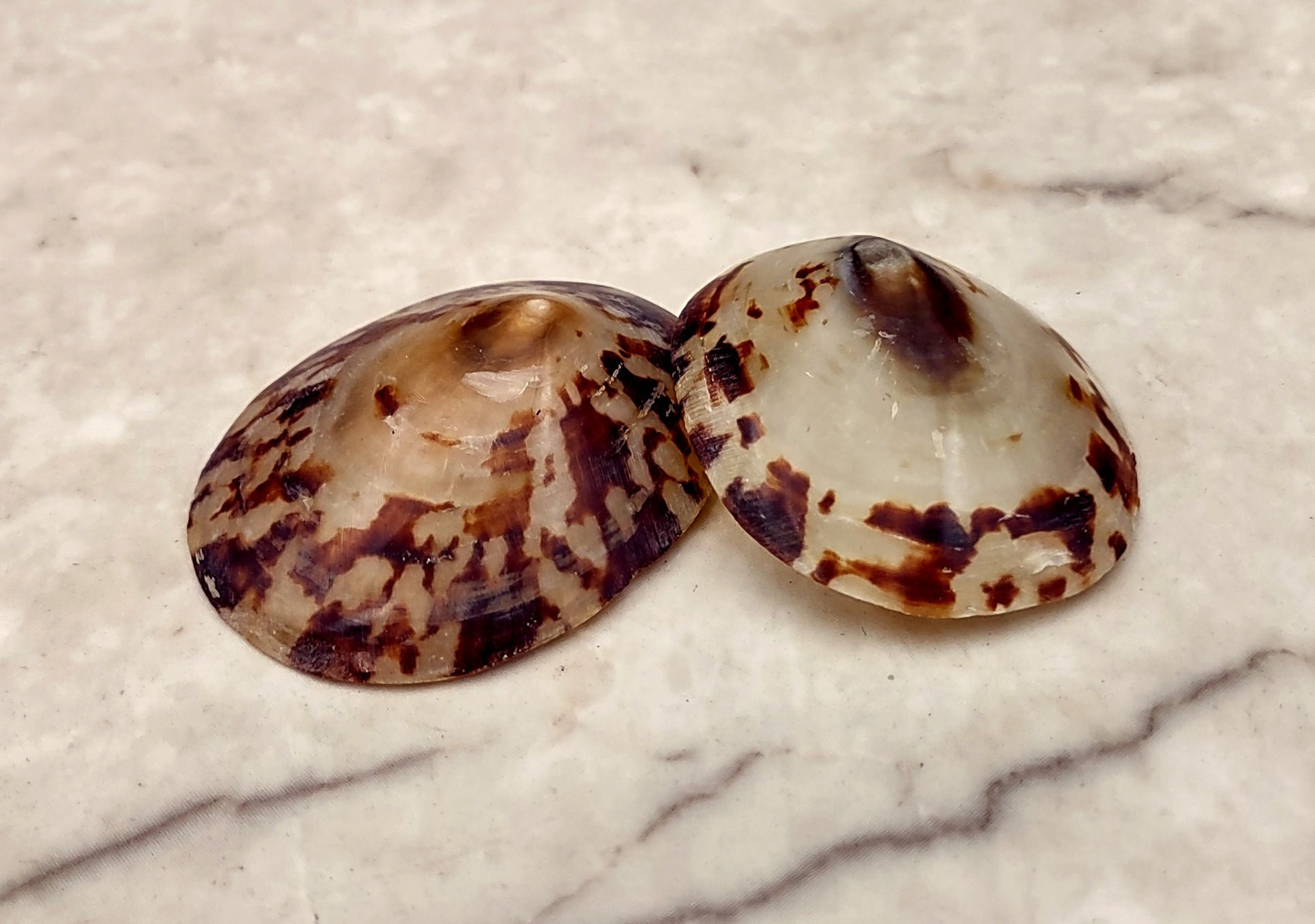 Oval Limpet Shell Pairs (2 shells) - (1.5-2 inches). One pair of brown and off-white dappled oval shells. Copyright 2024 SeaShellSupply.com.
