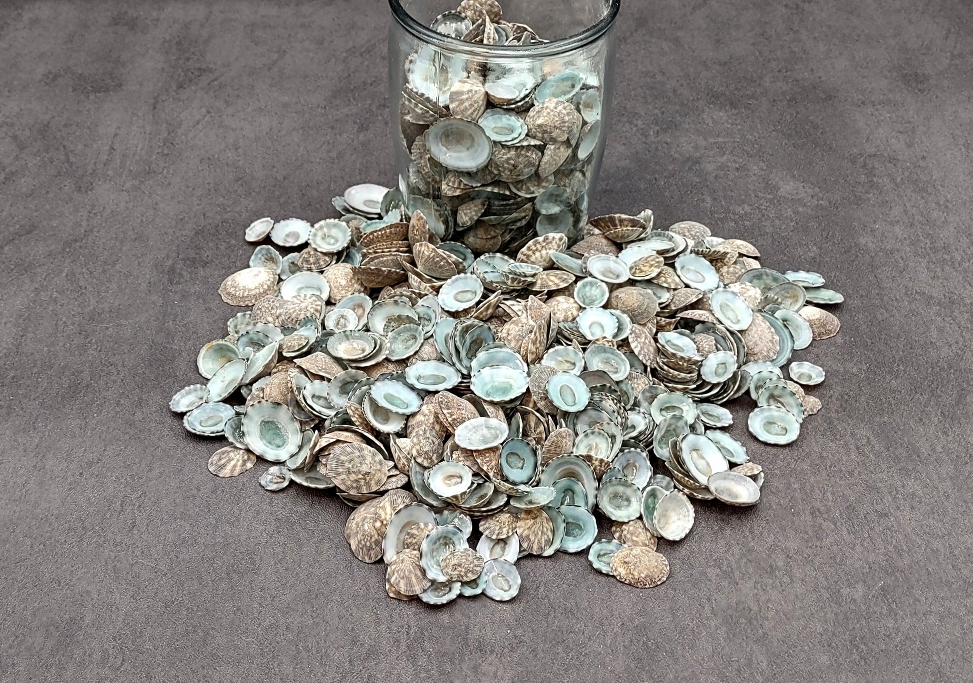Green Limpet Seashells - Sutorria Mesoleuca - (approx. 20+ shells .5-1 inch)
Pile of small brown shell halves with greenish white interior.
Copyright 2022 SeaShellSupply.com
