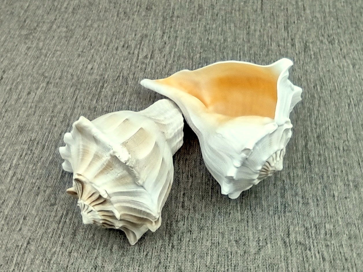 Left Handed Lightning Whelk Seashell Busycon Contrarium (1 shell approx. 7+ inches) Perfect shells for coastal crafting decor & collections! Light tan spiral shell with smaller spikes. Copy right 2024 SeaShellMart.com