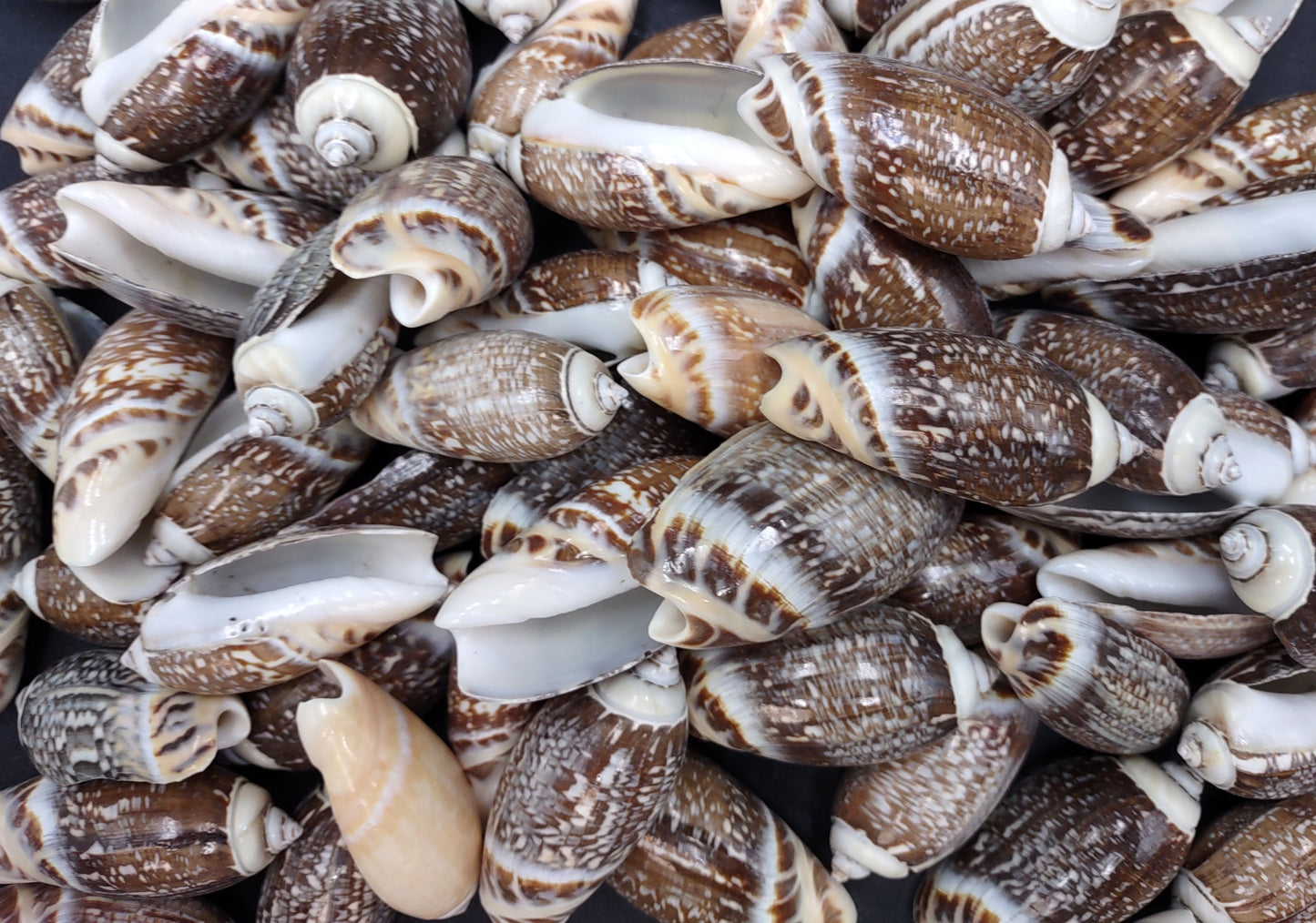 Dark Olive Seashell Assortment (approx. half cup 20+ shells 1-1.75+ inches) Great shells for coastal crafting and collections!