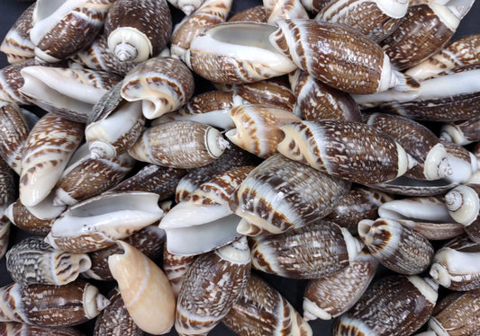 Dark Olive Seashell Assortment (approx. half cup 20+ shells 1-1.75+ inches) Great shells for coastal crafting and collections!