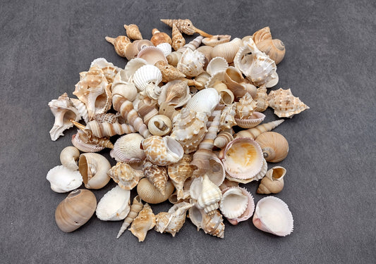 Drilled Seashells Assorted Mix (approx. 1 pound 60+ shells 0.75-1.5+ inches) Great shells for coastal crafting and collections!