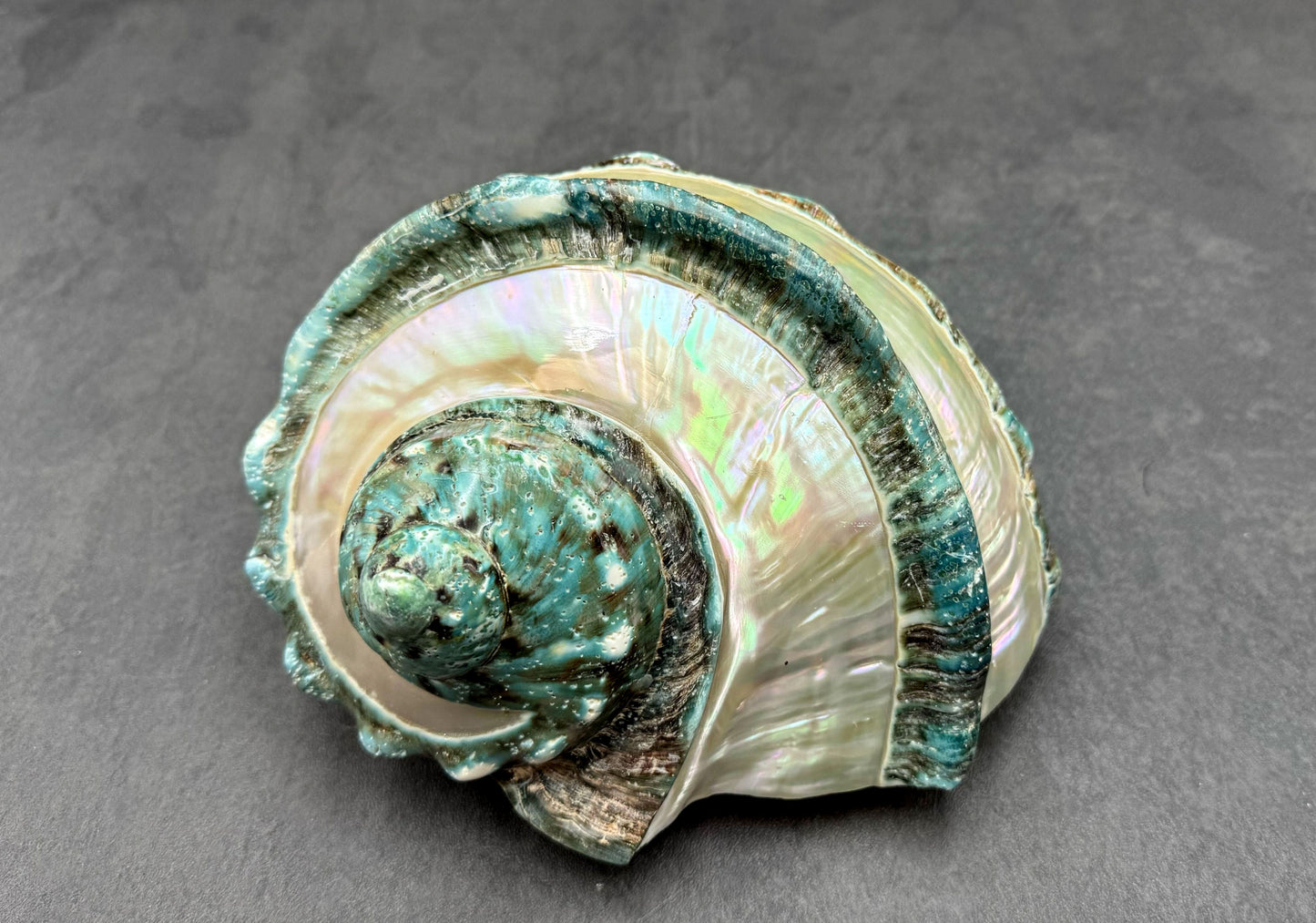 Giant Banded Turbo Shell Turbo Marmoratus (1 shell approx. 7+ inches) Great shells for coastal decor, & collection