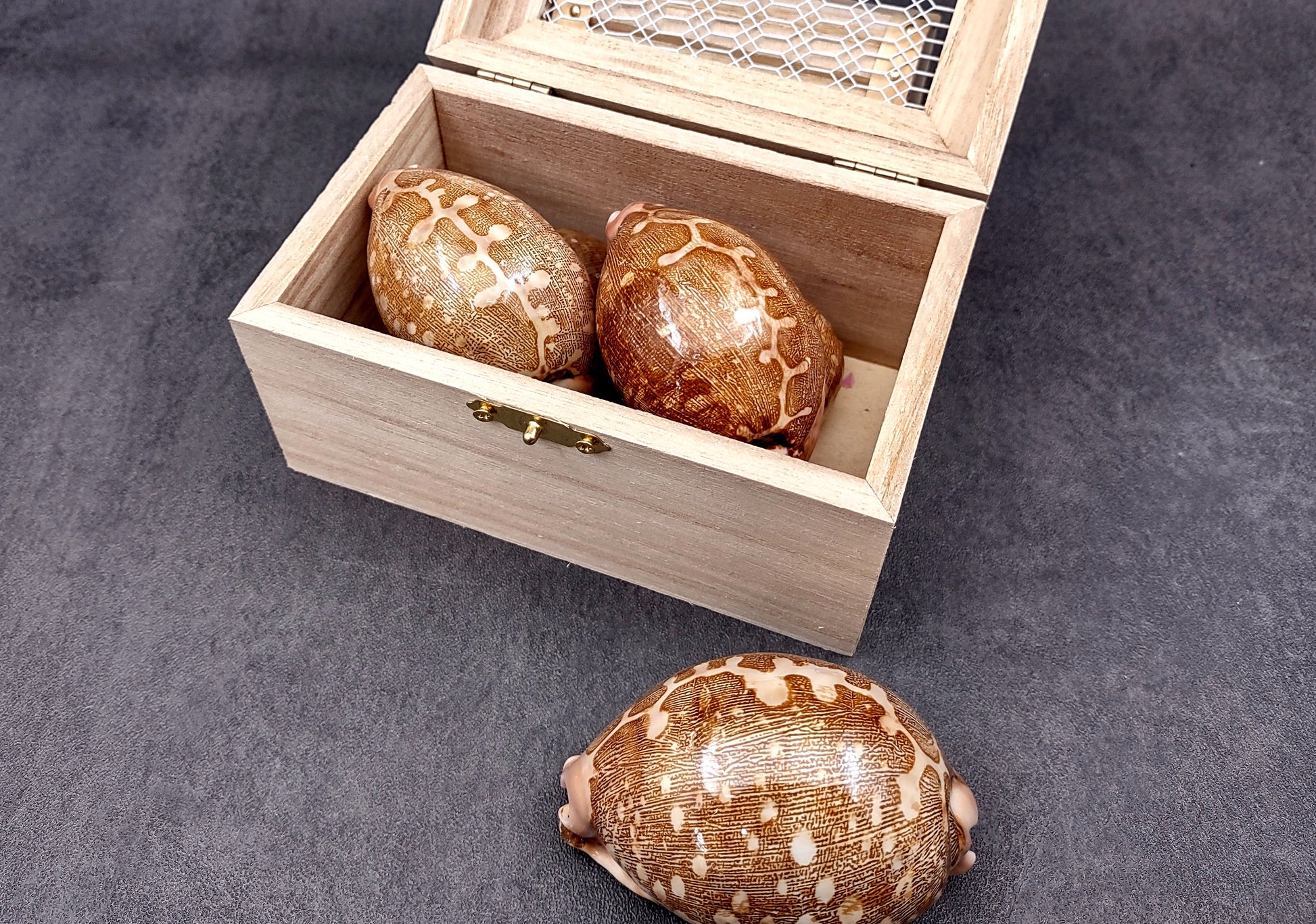 Ancient Map Cowrie Seashell - Cypraea Mappa - (1 shell approx. 2.5-3.5 Inches). One brown and tan shaped shell. Copyright 2024 SeaShellSupply.com.