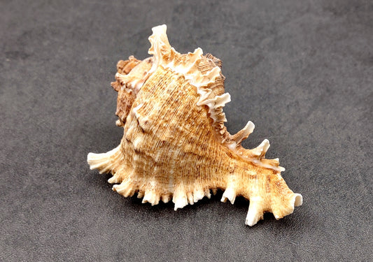 Ramose Murex Seashell (3-4 inches) - Chicoreus Ramosus. Beige or white ribbed shells with little spikes. Copyright 2024 SeaShellSupply.com.