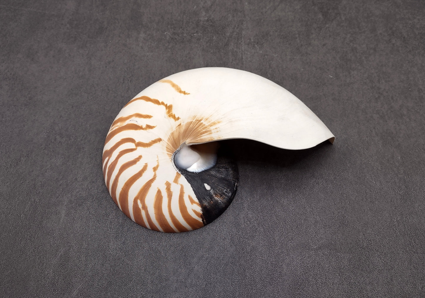 Natural Nautilus Seashell Right Cut Single Half Nautilus Pompilius (1 HALF shell approx. 6+ inches) Shells for crafts and collections!
