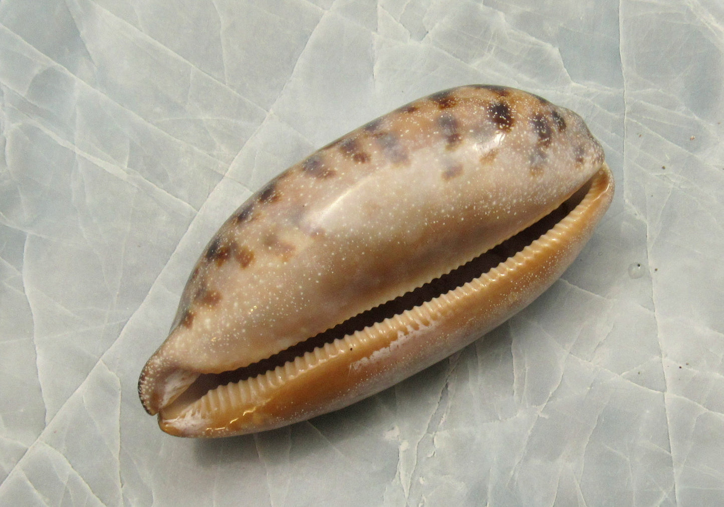 Tortoise Cowrie Seashell Cypraea Testudinaria (1 shell approx. 3+ inches) Beautiful shell for any coastal crafting!