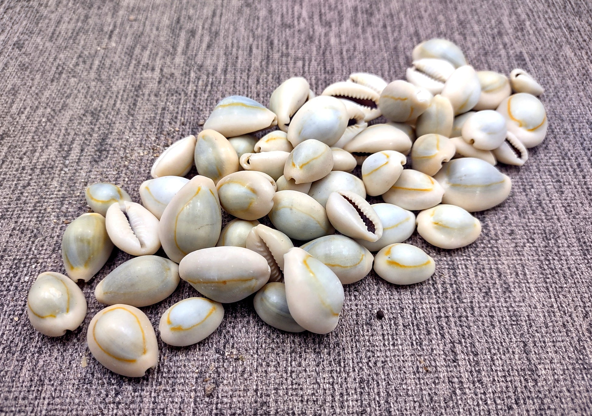 Ring Top Cowrie Seashells - Cypraea Annulus - (approx. 40-50 shells .5-.75 inches) Orange and tan ombre shells in pile. Copyright 2024 SeaShellSupply.com.