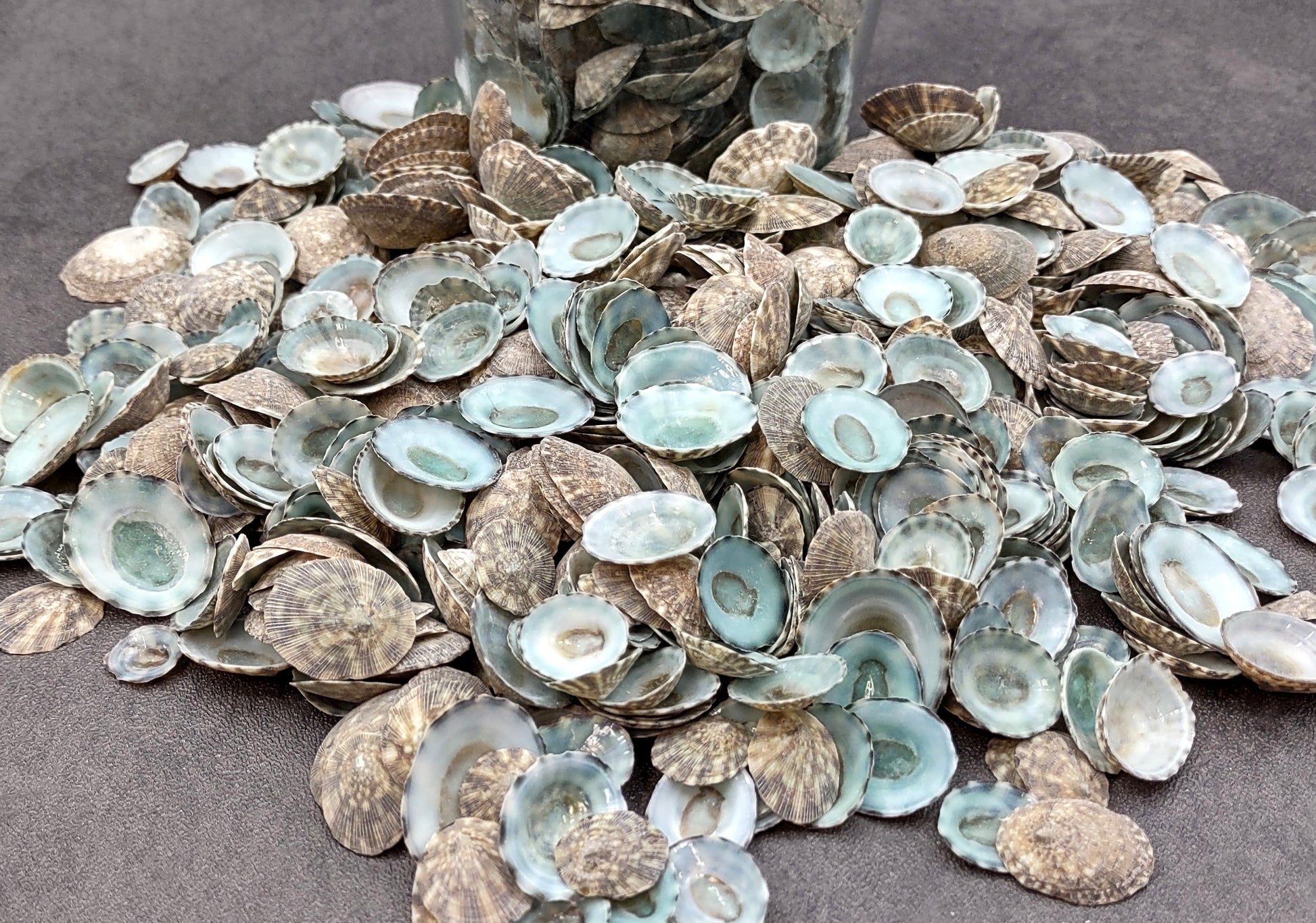 Green Limpet Seashells - Sutorria Mesoleuca - (approx. 20+ shells .5-1 inch)
Pile of small brown shell halves with greenish white interior.
Copyright 2022 SeaShellSupply.com