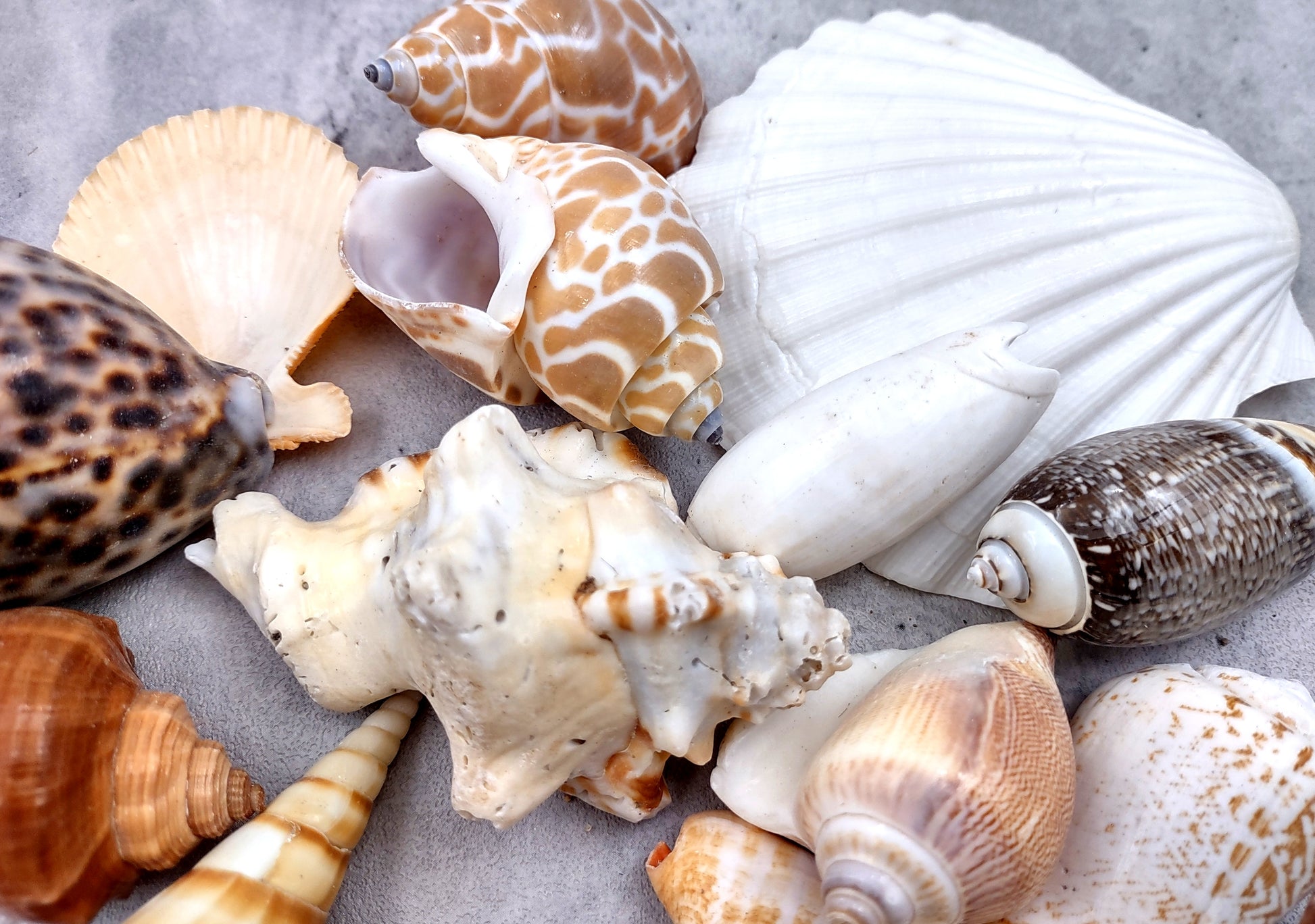 Large Seashell Assorted Ocean Mix - (approx. 1 Kilogram/2.2 lbs. 1-4 inches). Multiple different colored shells in a pile. Copyright 2024 SeaShellSupply.com.