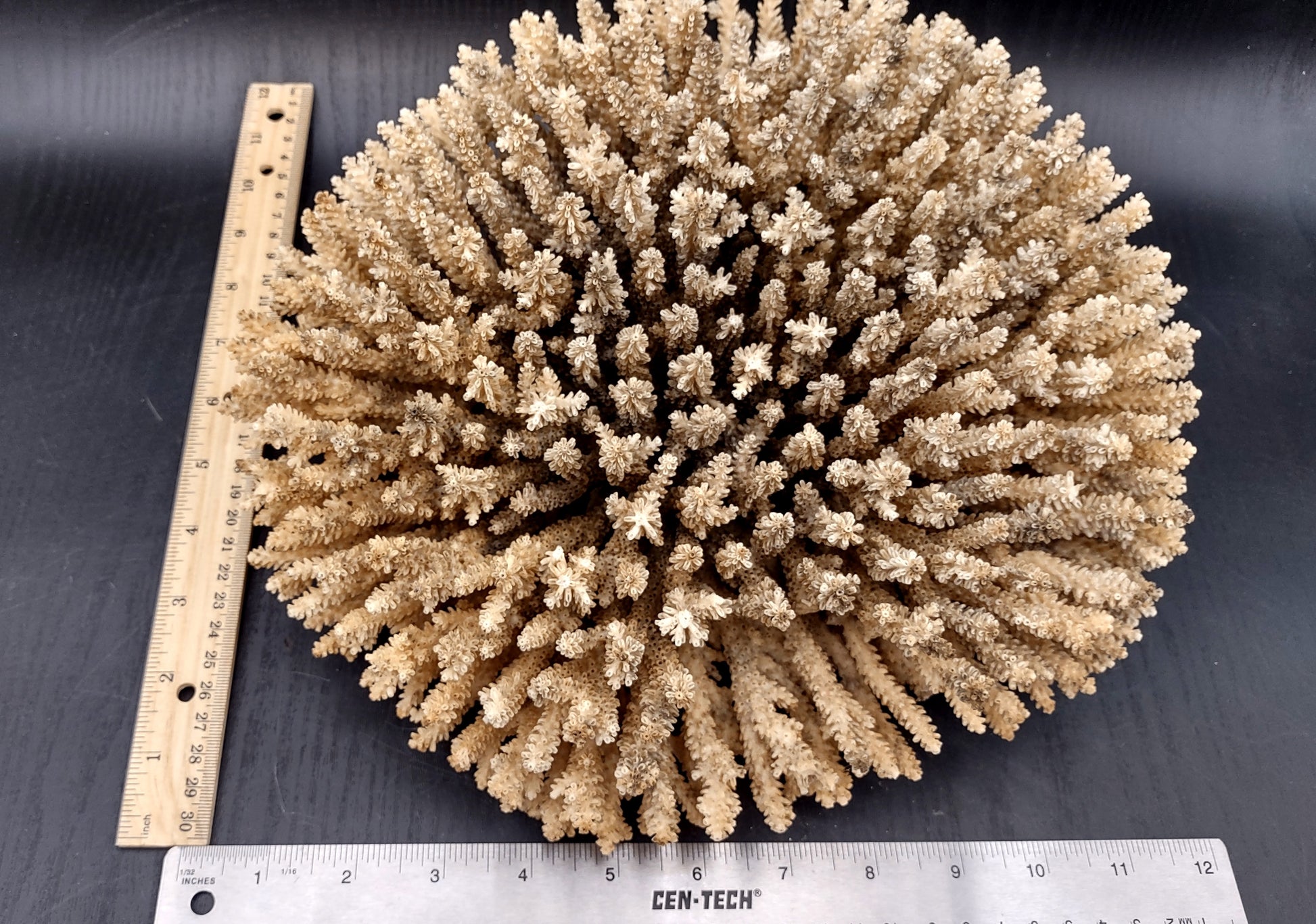 Image of Off White Natural Table Coral Large Cluster Acropora Latistella (1 coral approx. 12L x 6H x 11D inches) Copyright 2024 SeashellSupply.com