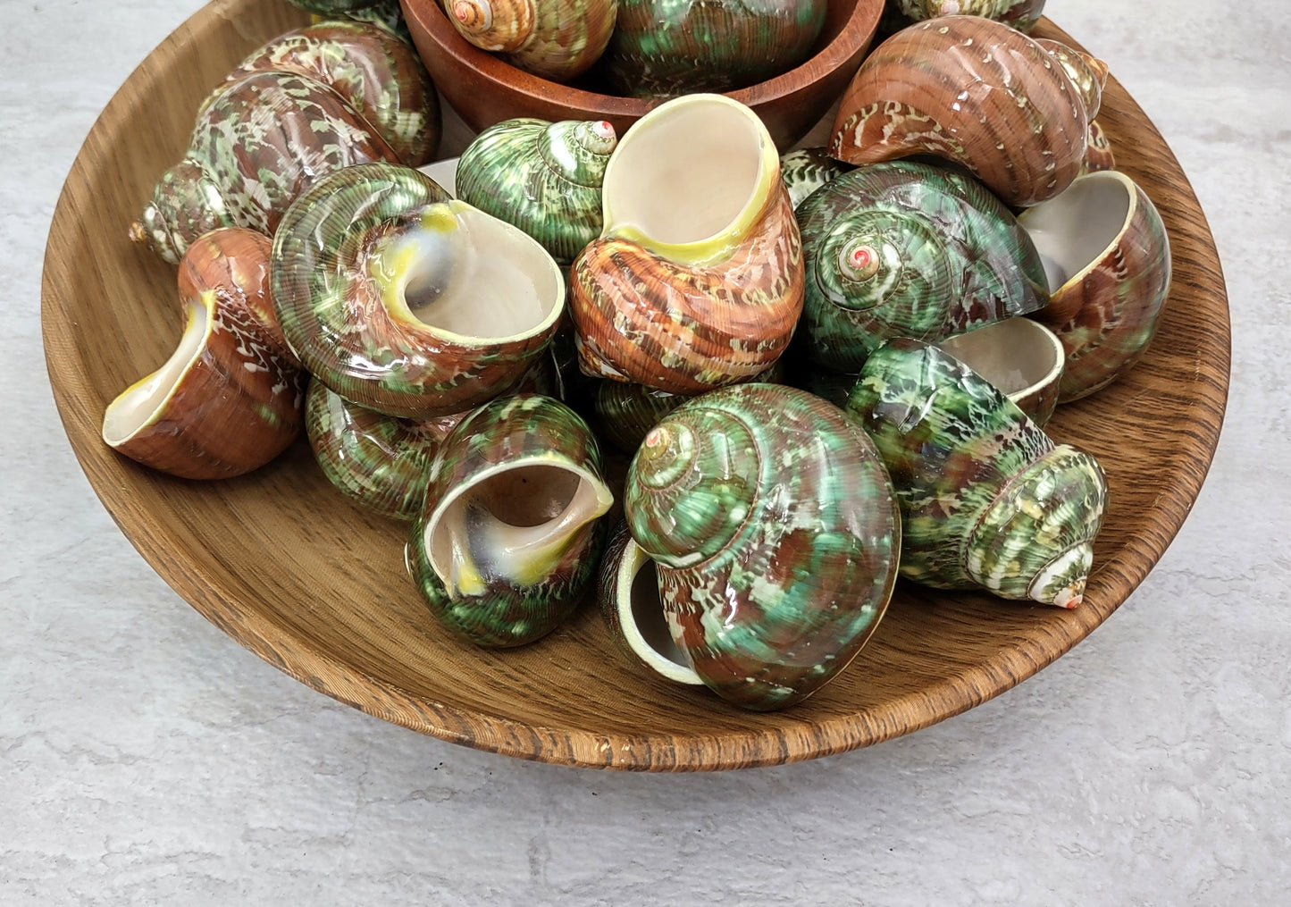 Tapestry Turbo Seashells Green Speckled Turbo Petholatus (2 shells approx. 2+ inches) Green Turbo Shells for hermit crab homes art & crafts!