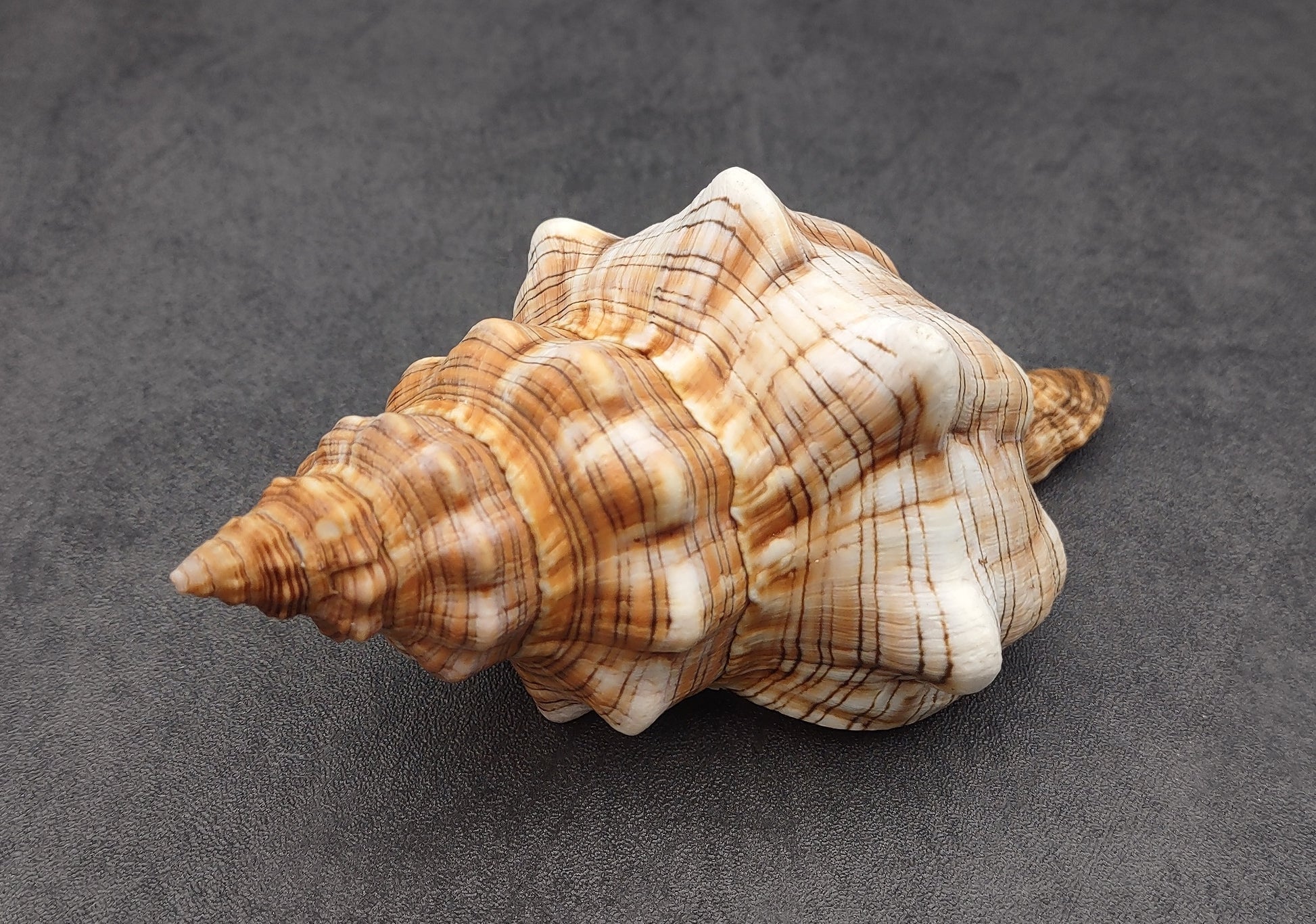 Large Fox Shell Fasciolaria Trapezium (1 shell approx. 5-6 inches) 1 shell with varying shades of white, orange and brown. Copyright 2022 SeaShellSupply.com.