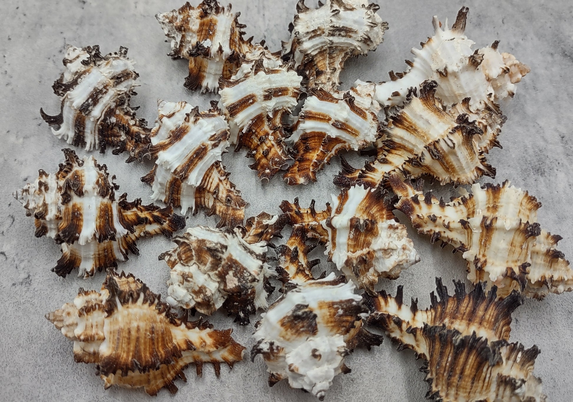 Baby Endive Murex Seashell - Murex Endivia - (5 shells, approx. 2-3 inches each). Three shells with black spikes in interesting columns. Copyright 2022 SeaShellSupply.com.
