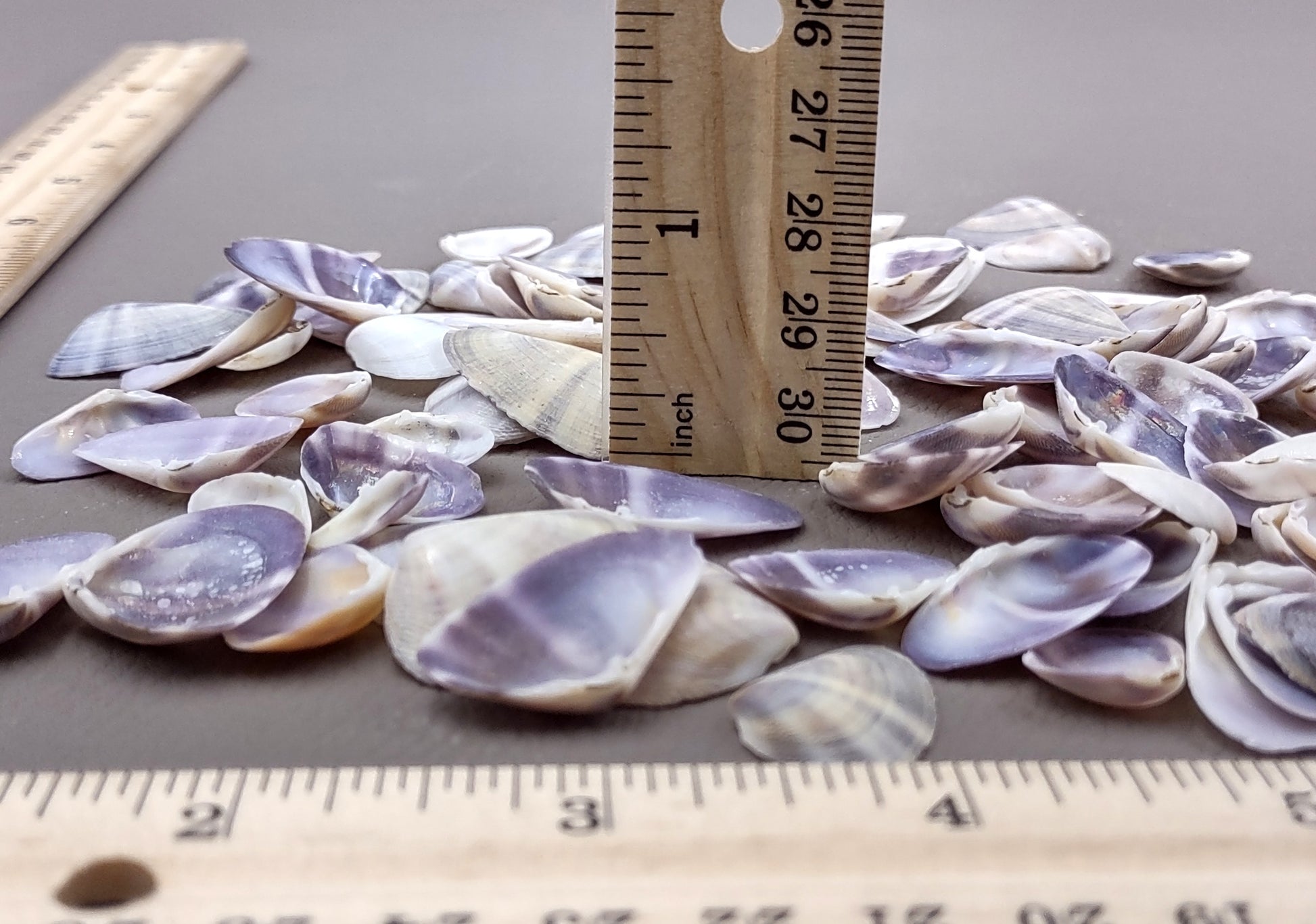 Purple/White Coquina Shells - Donax Variabilis - (1/2 cup approx. 80-100 shells .5-1 inch). Multiple purple and light pink ombre shells with a little white in a pile. Copyright 2022 SeaShellSupply.com.