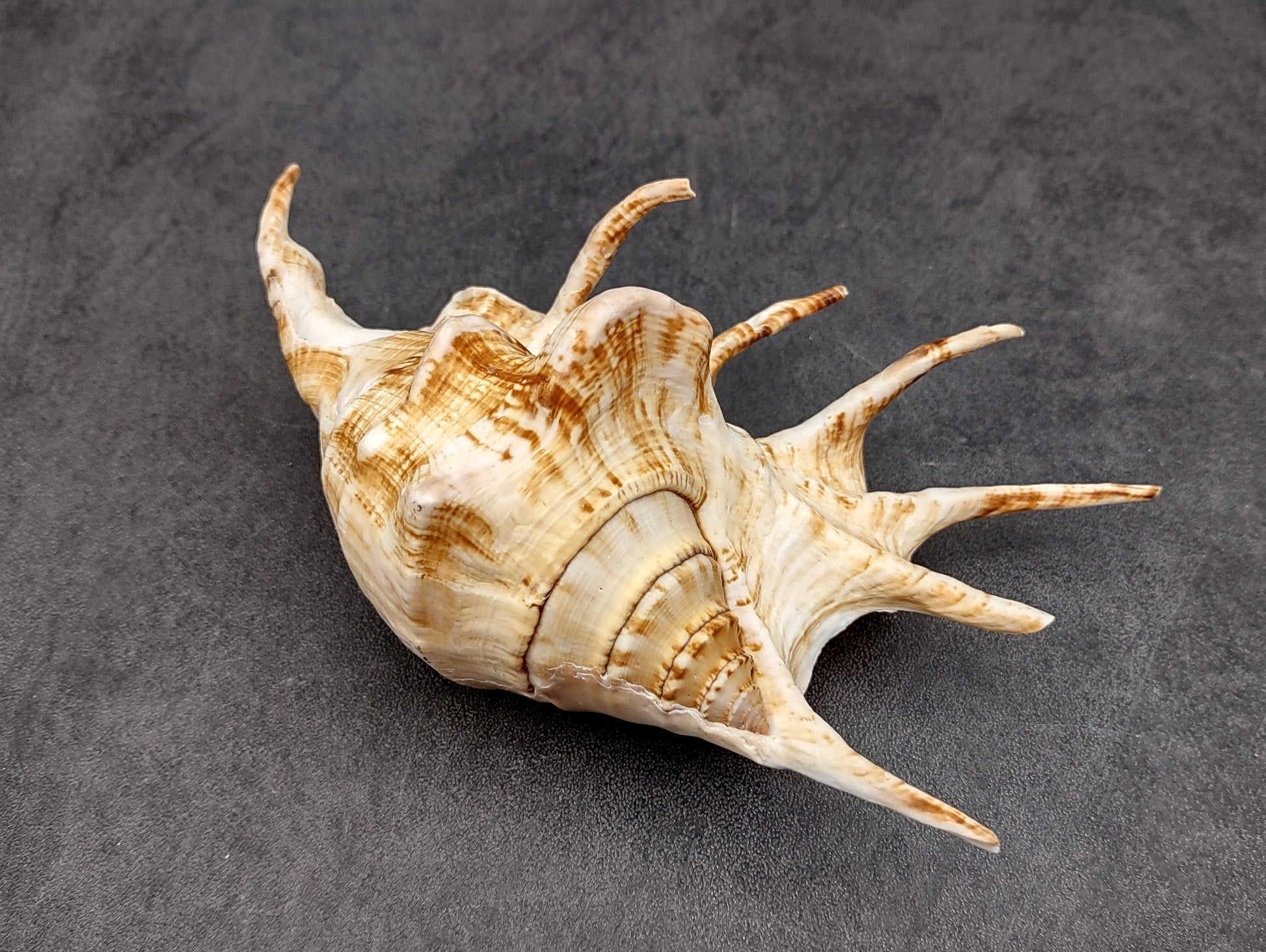 Spider Conch Seashell Lambis Lambis (1 shell approx. 5+ inches) Conch shell great for coastal crafting displays and collections! Spiked brown and white glazed shell. Copyright 2024 SeaShellMart.com