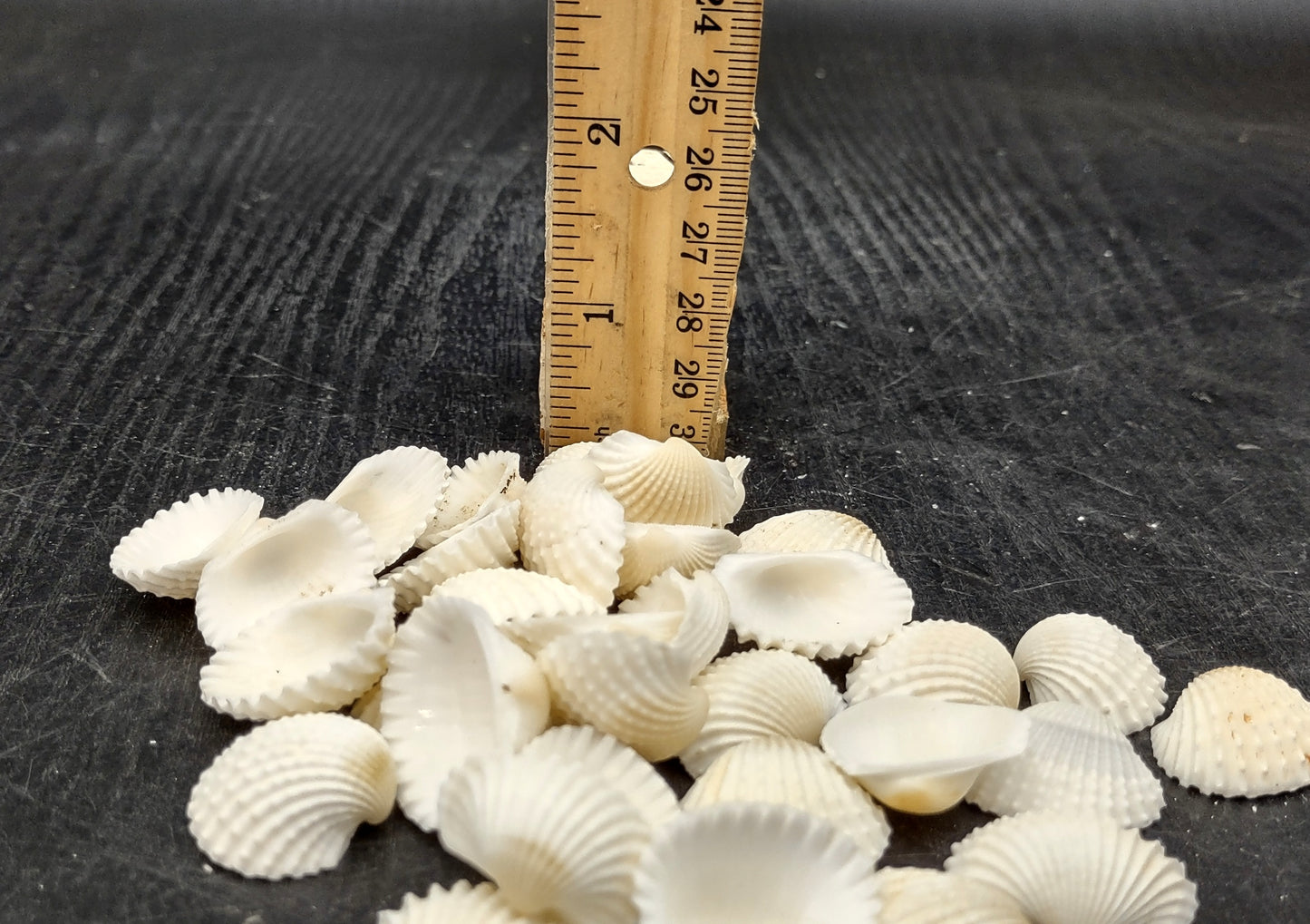 White Ark Clam Seashells - Andara Granosa - (approx. 35-40 shells 0.5-1 inches). Multiple white ribbed wide shells. Copyright 2022 SeaShellSupply.com.