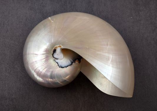 Pearlized Nautilus Seashell Polished Nautilus Pompilius (1 shell approx. 5+ inches) Great shells for coastal crafting decor & collections!