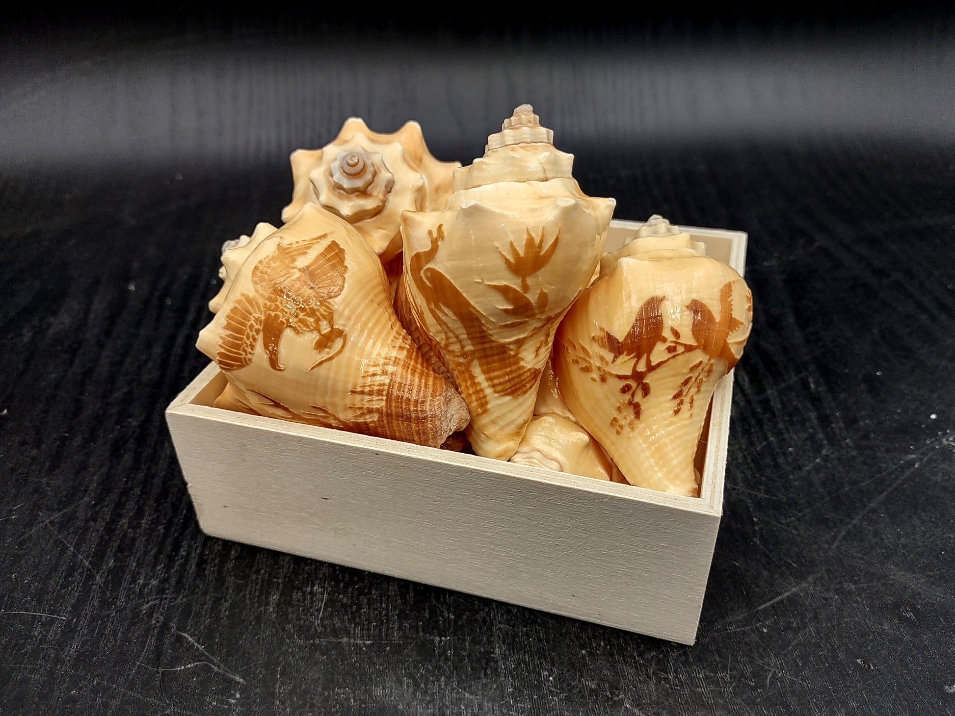 Image of Carved Conch Seashell Decorative Set Of Eagle Love Birds and Peacock (approx. 3+ in shell) Conch shell great for coastal crafting & gifting! Copyright 2024 SeashellMart.com