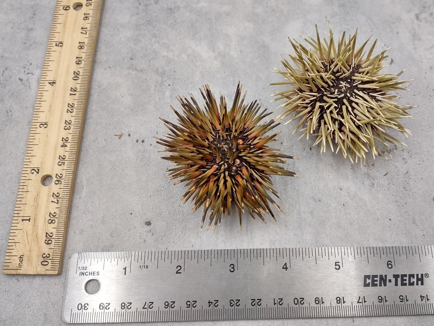 Burrowing Sea Urchin with Spines Echinometra Mathaei (2 urchins approx. 2.5+ inches) Natural Urchin Shell for display & collecting!