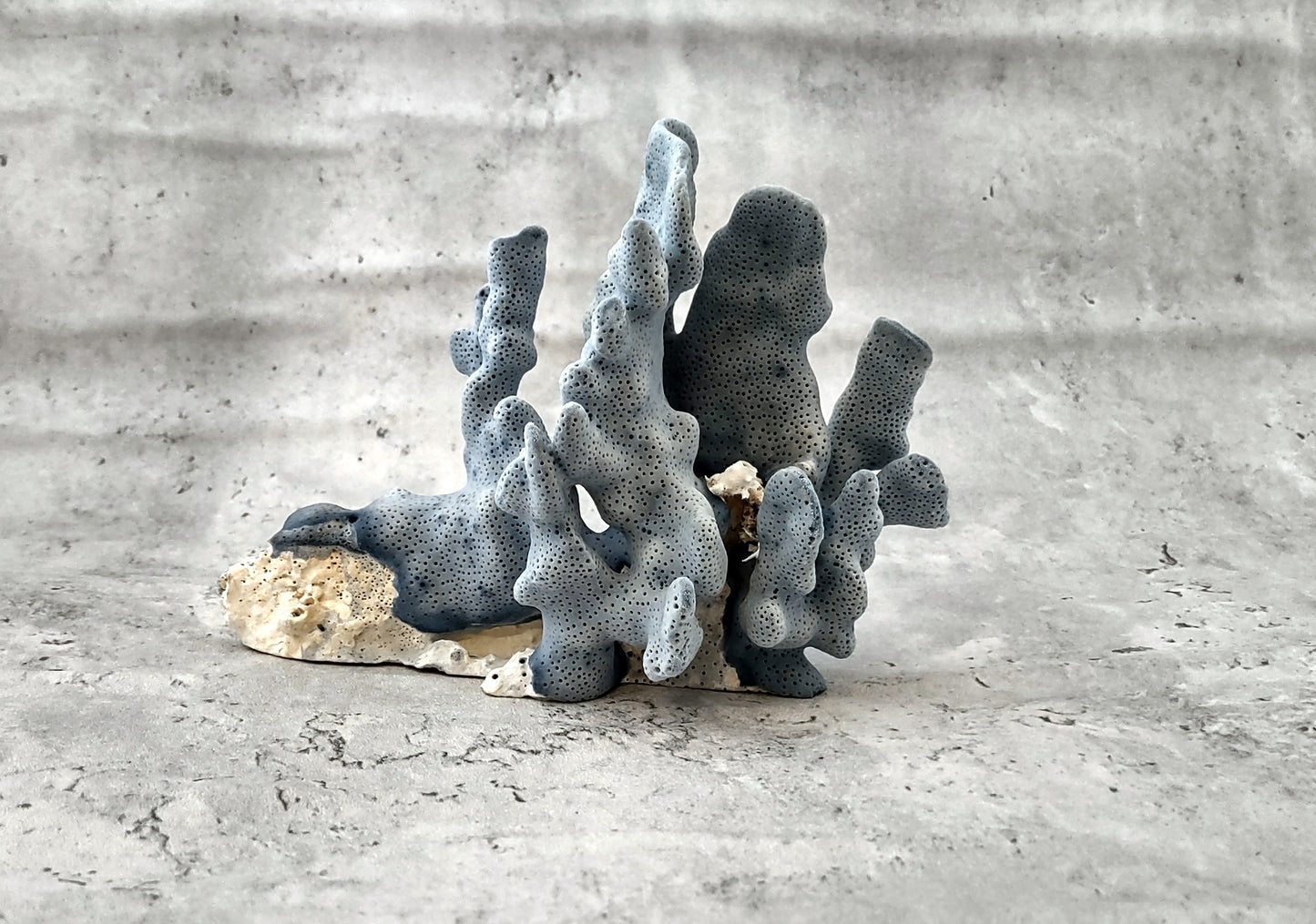 Blue Coral Cluster - Heliopora Coerula - (1 coral cluster 5-7 inches). Blue and white coral set with multiple tiny holes. Copyright 2022 SeaShellSupply.com.