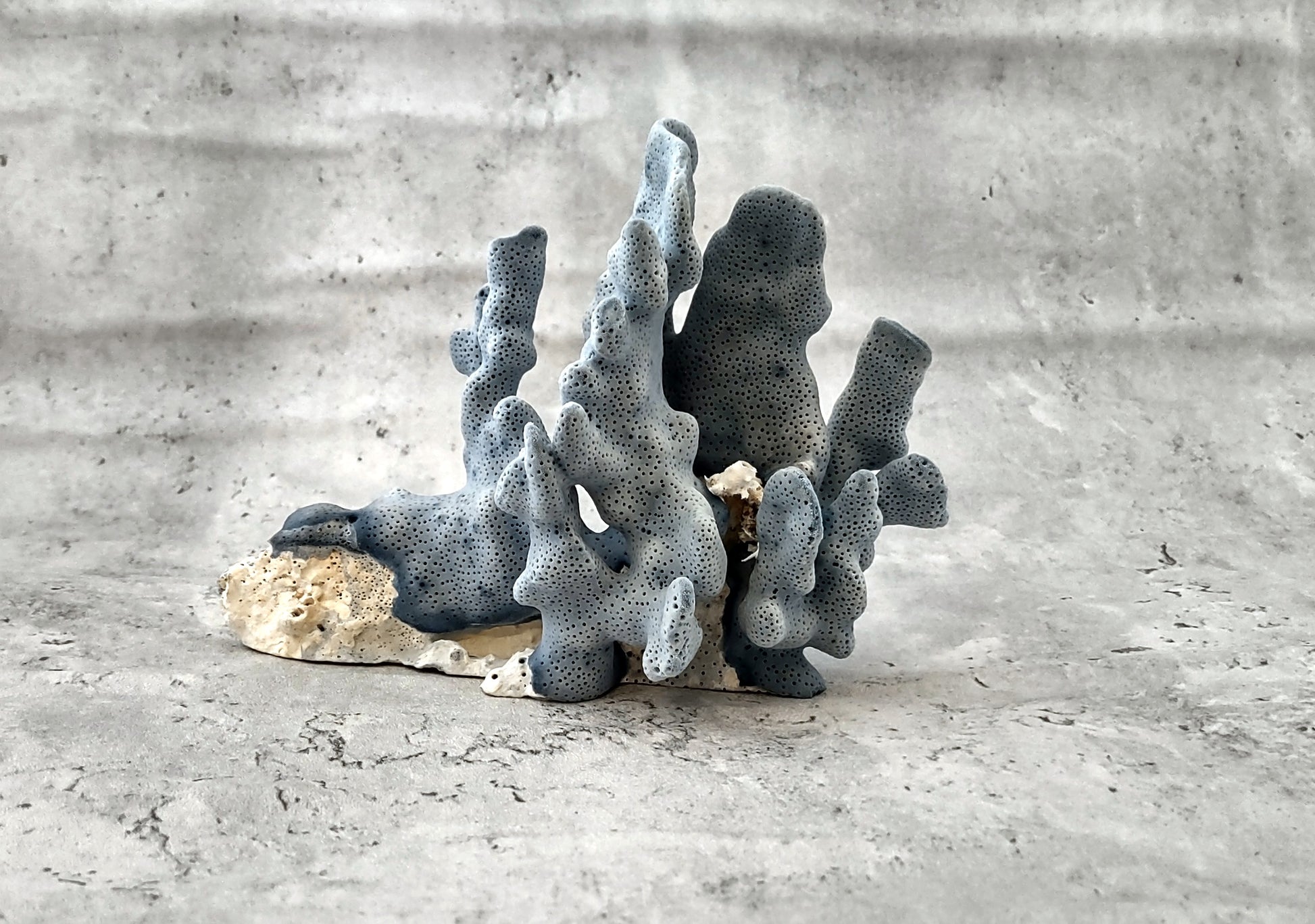 Blue Coral Cluster - Heliopora Coerula - (1 coral cluster 5-7 inches). Blue and white coral set with multiple tiny holes. Copyright 2022 SeaShellSupply.com.