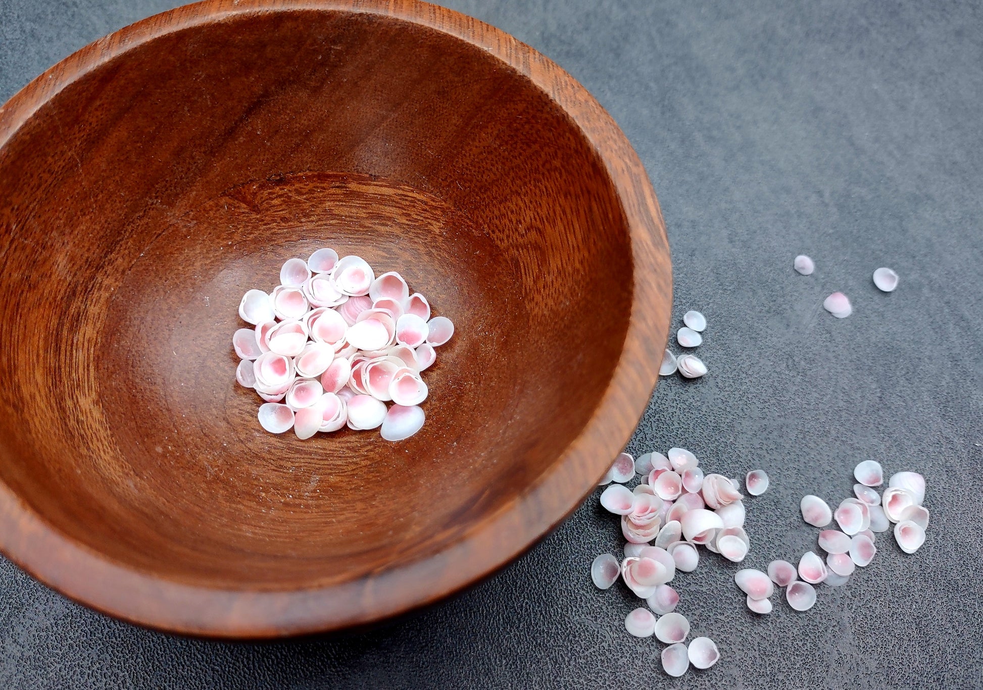Light Pink Tellin Seashell Rose Petal Halves (approx. 0.25 cup 70+ shells 0.15+ inches) Rose Pink White Shells for crafts & art projects. Copyright 2024 SeashellSupply.com