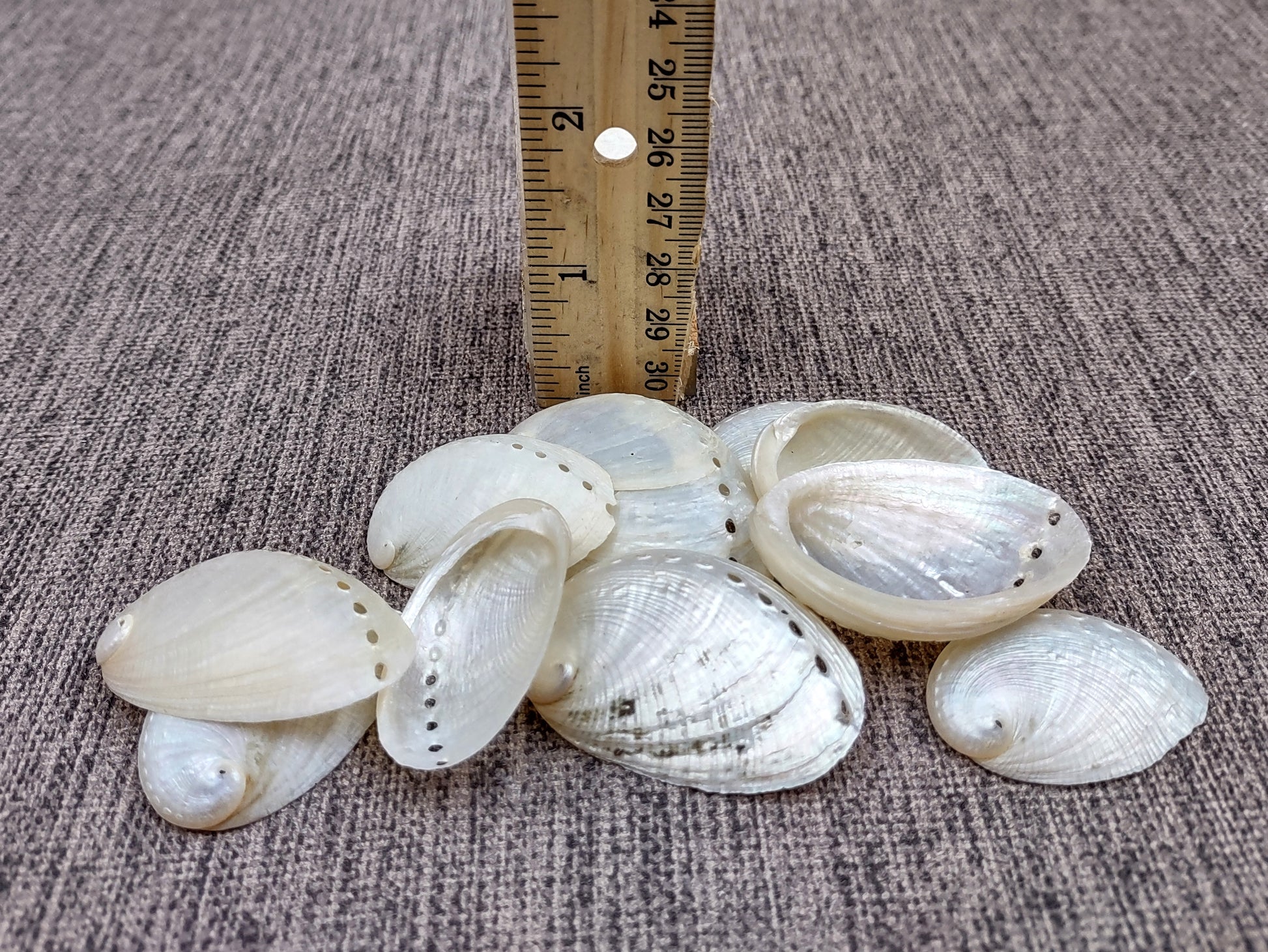 Pearlized Abalone Seashell (10 shells approx. 1-1.5 inches). multiple sand colored shells in pile. Copyright 2022 SeaShellSupply.com.