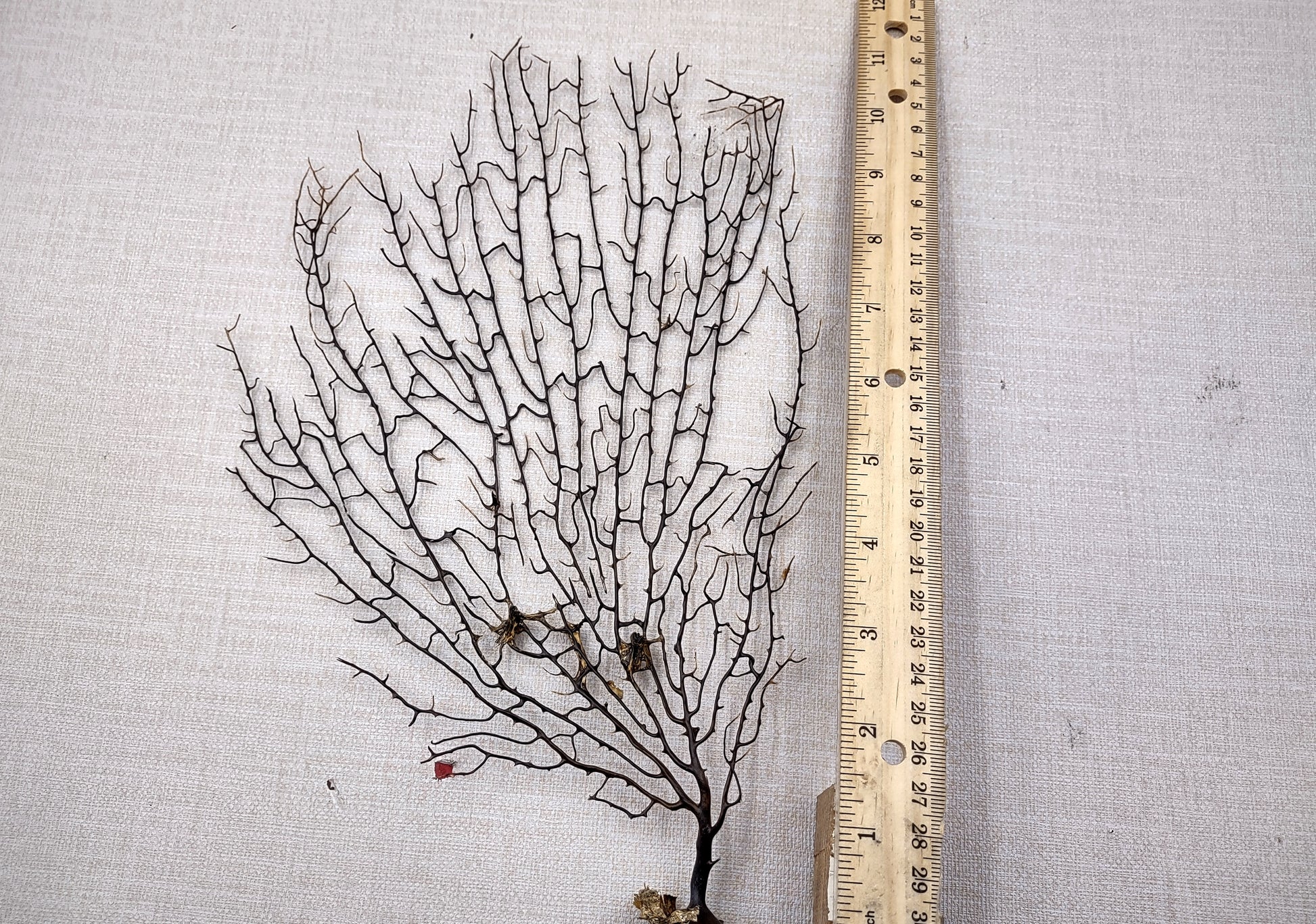 Black Sea Fan Corals Dried Gorgonia Ventalina (1 fan approx. 10+ inches