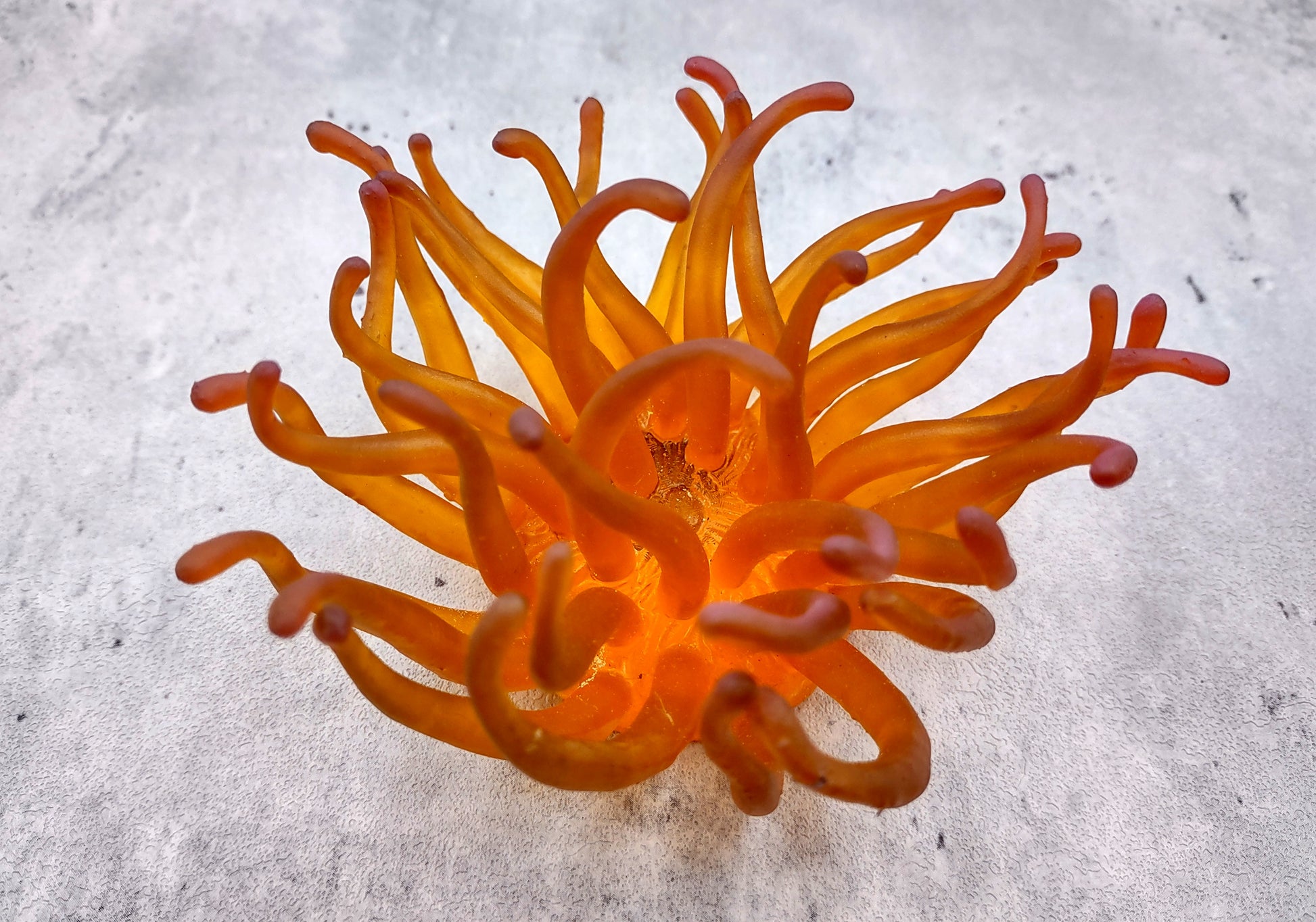Condylactis Yellow FAUX Anemone - Condylactis Gigantea - (1 FAUX Anemone approx. 5x2.75x5 inches). Orange and yellow fake anemone with purple tipped tentacles. Copyright 2024 SeaShellSupply.com.