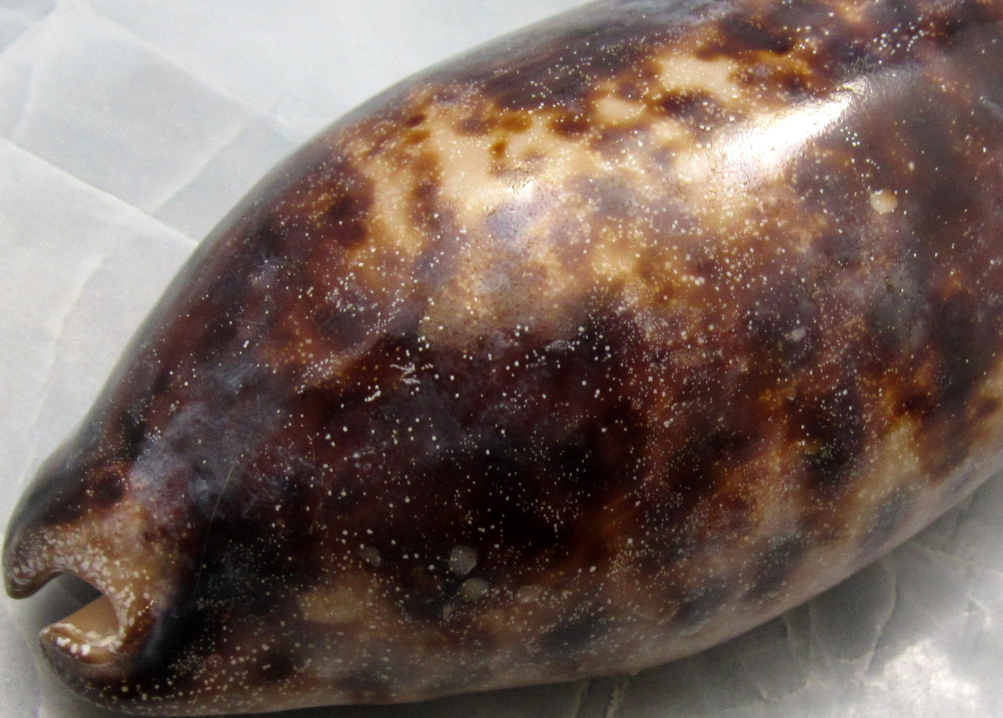 Tortoise Cowrie Seashell Cypraea Testudinaria (1 shell approx. 3+ inches) Beautiful shell for any coastal crafting!