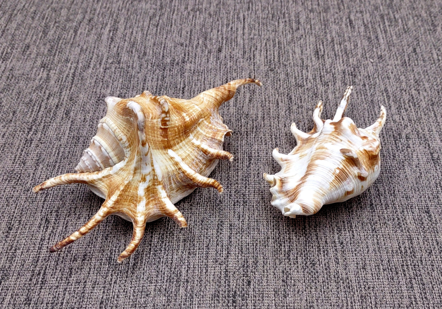 Spider Conch Seashell (4-5 inches) - Lambis Lambis (JS-033). White shell with spikes and some brown spots. Copyright 2024 SeaShellSupply.com.