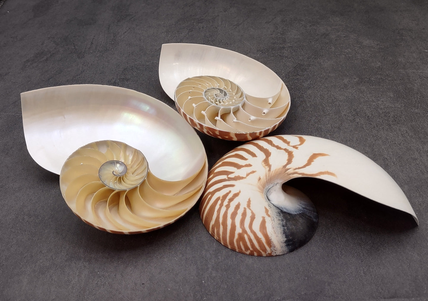 Natural Nautilus Seashell Right Cut Single Half Nautilus Pompilius (1 HALF shell approx. 6+ inches) Shells for crafts and collections!