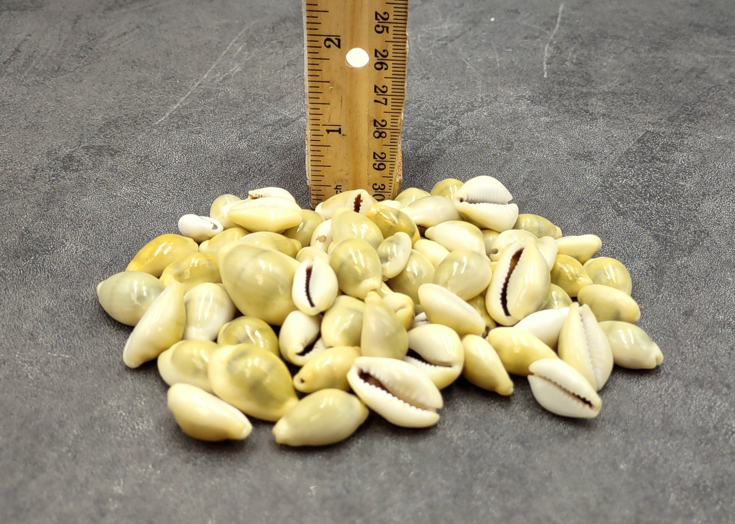 Money Cowrie Seashells Cypraea Moneta (approx. half cup 35+ shells 0.5+ inches) Money Cowrie Shells for any coastal crafting or jewelry!